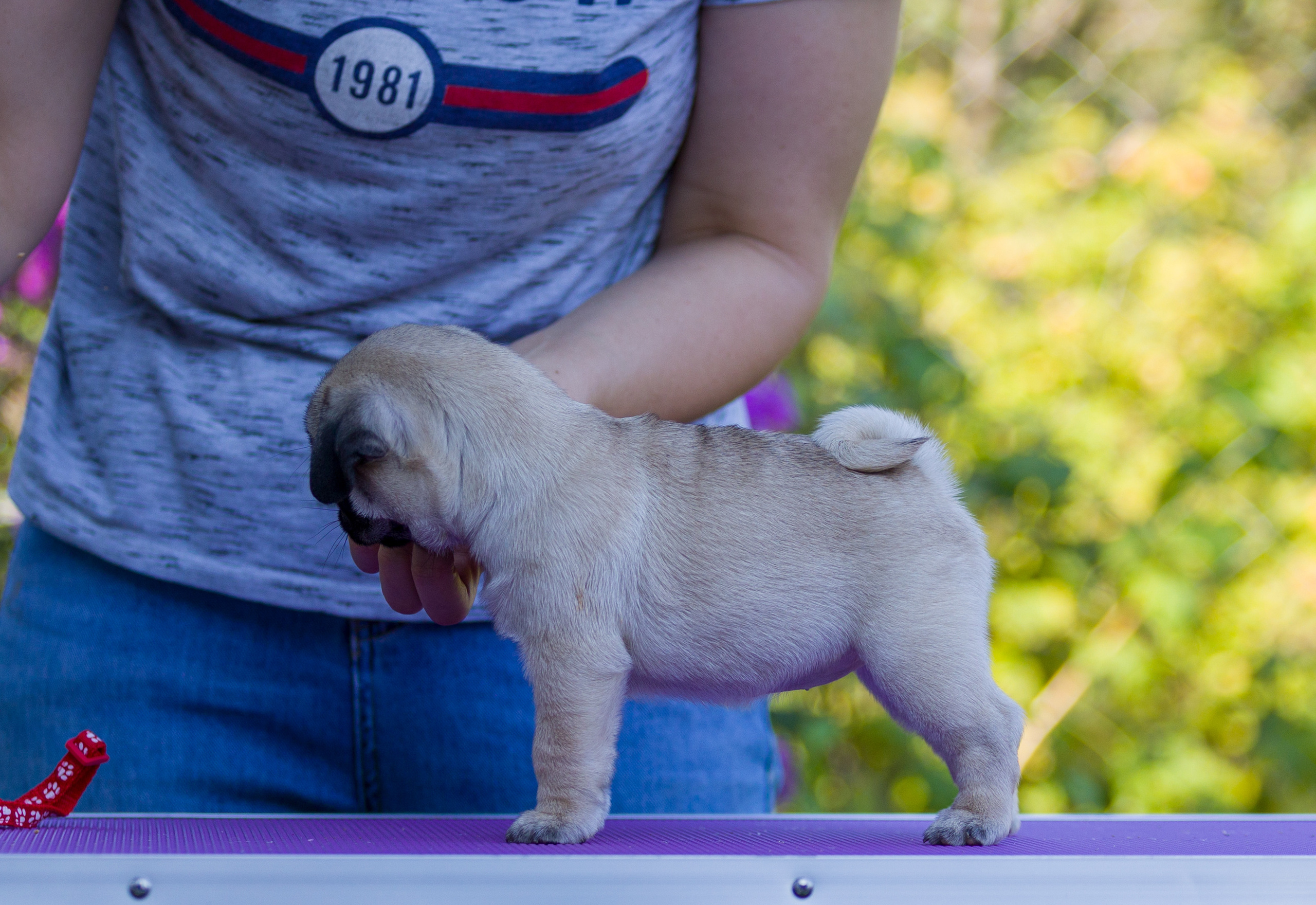 Мопс. Фотограф — анималист Татьяна Ли