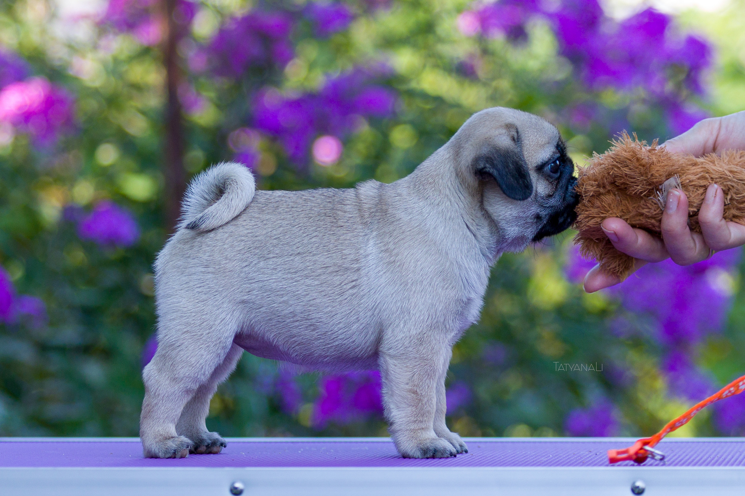 Мопс. Фотограф — анималист Татьяна Ли