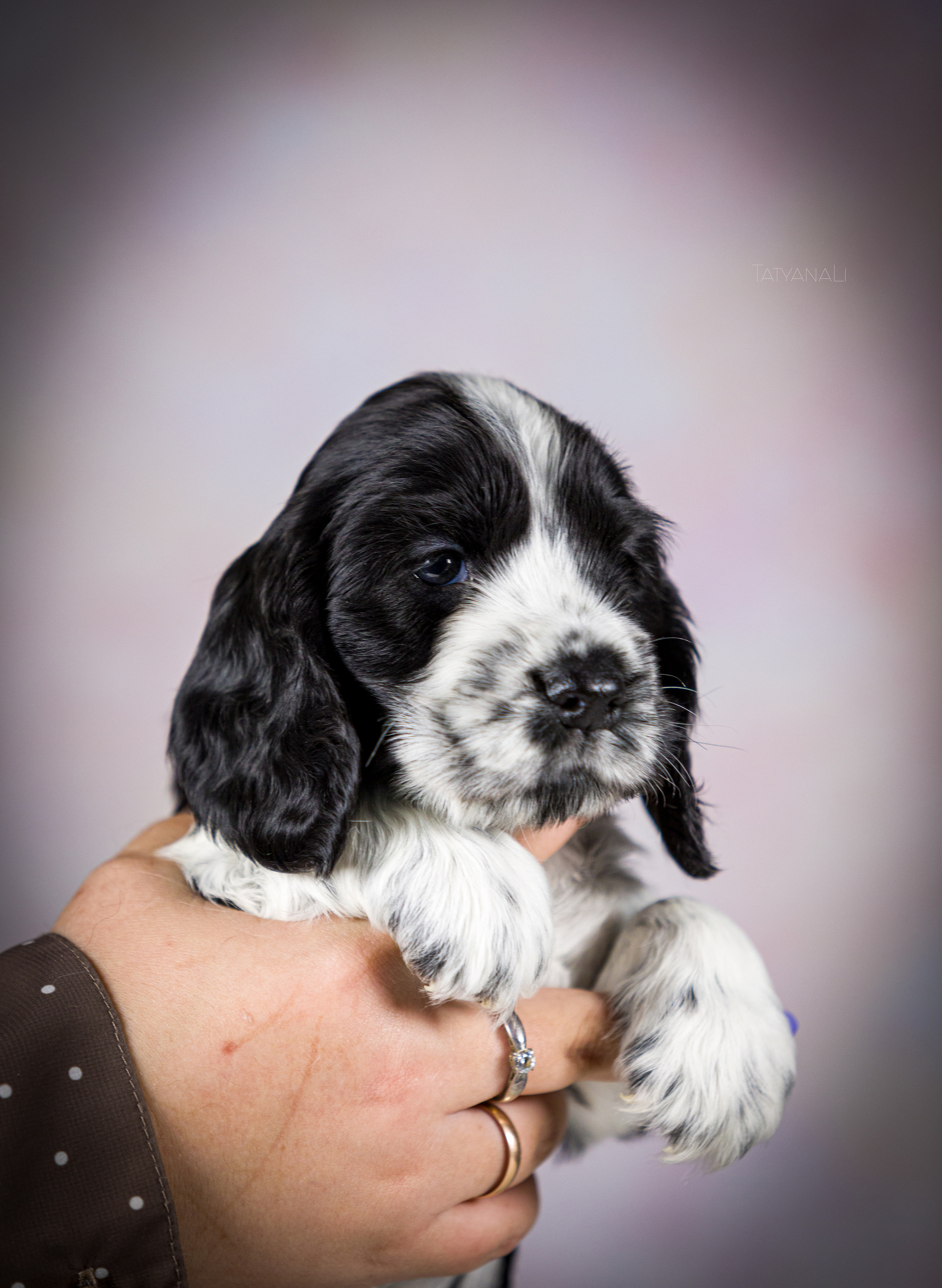Английский кокер-спаниель. Фотограф — анималист Татьяна Ли