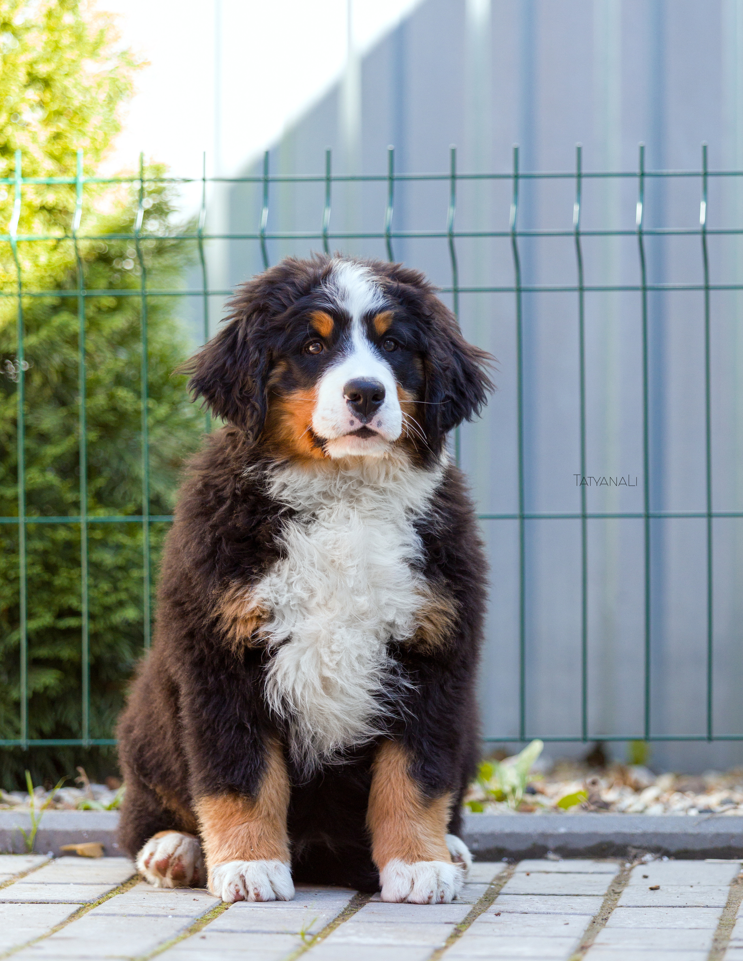 Ассорти. Фотограф — анималист Татьяна Ли