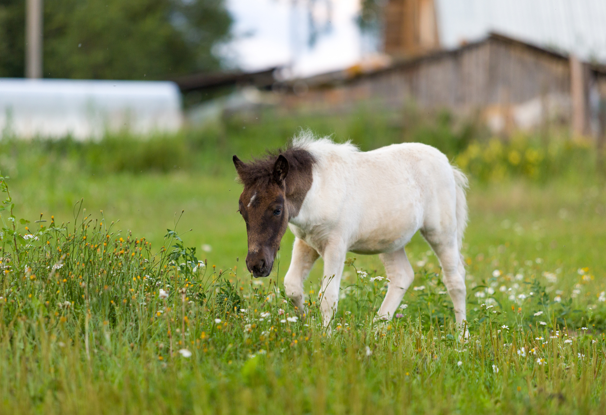 Пони и кони. Фотограф — анималист Татьяна Ли