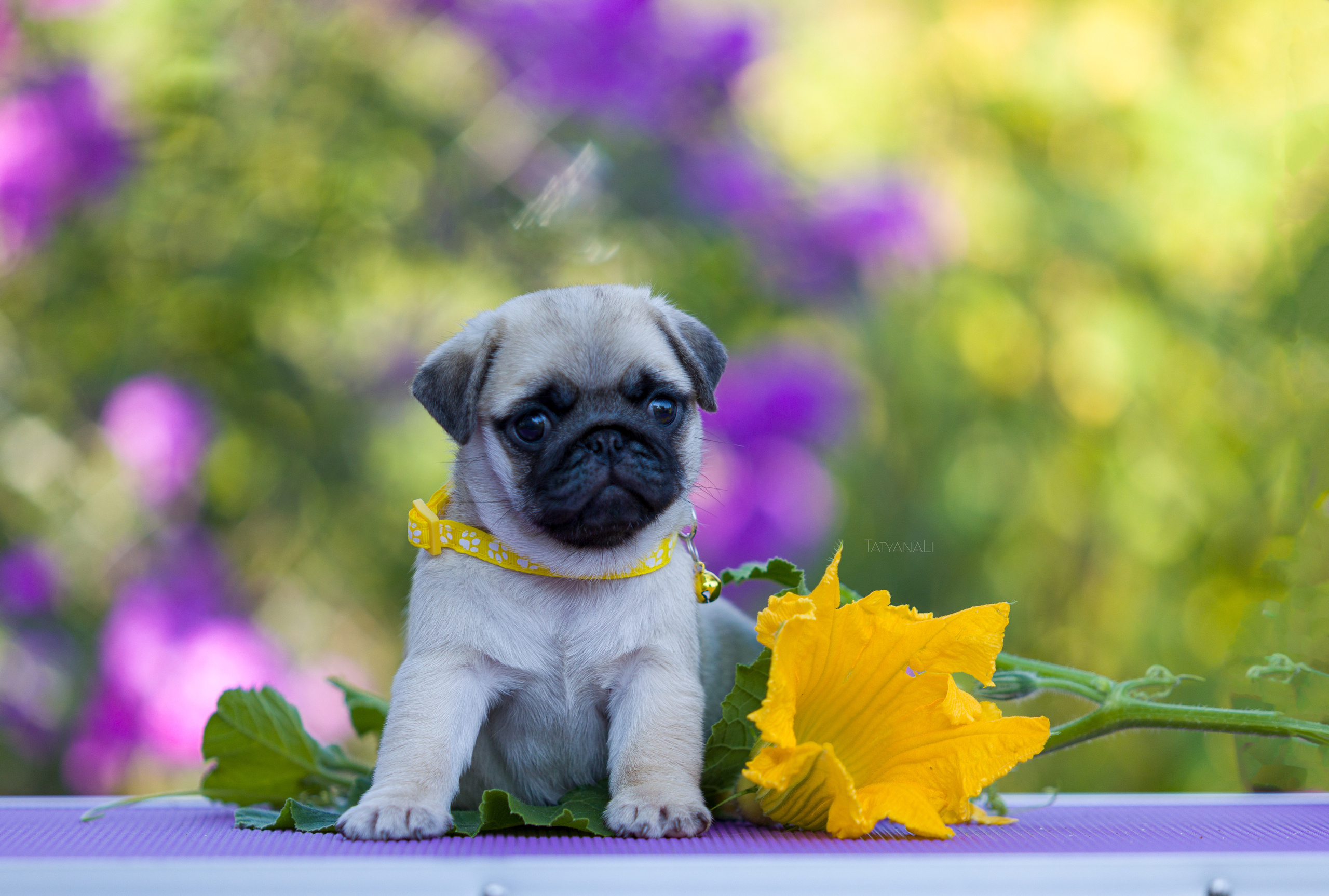 Мопс. Фотограф — анималист Татьяна Ли