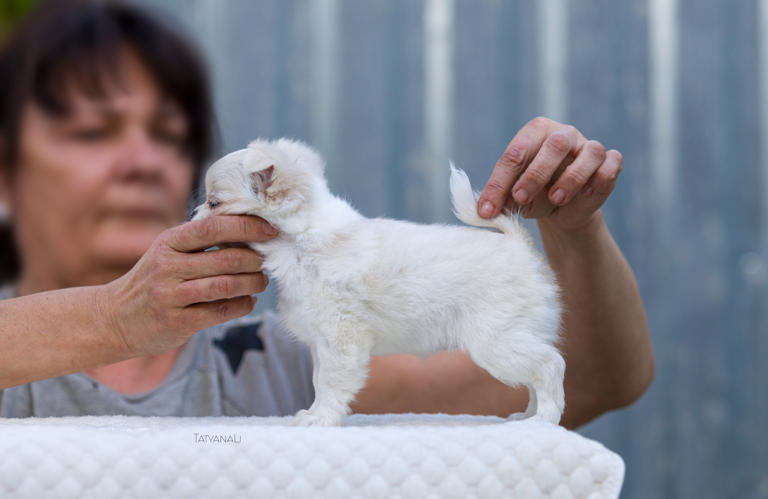 Чихуахуа дш. Фотограф — анималист Татьяна Ли
