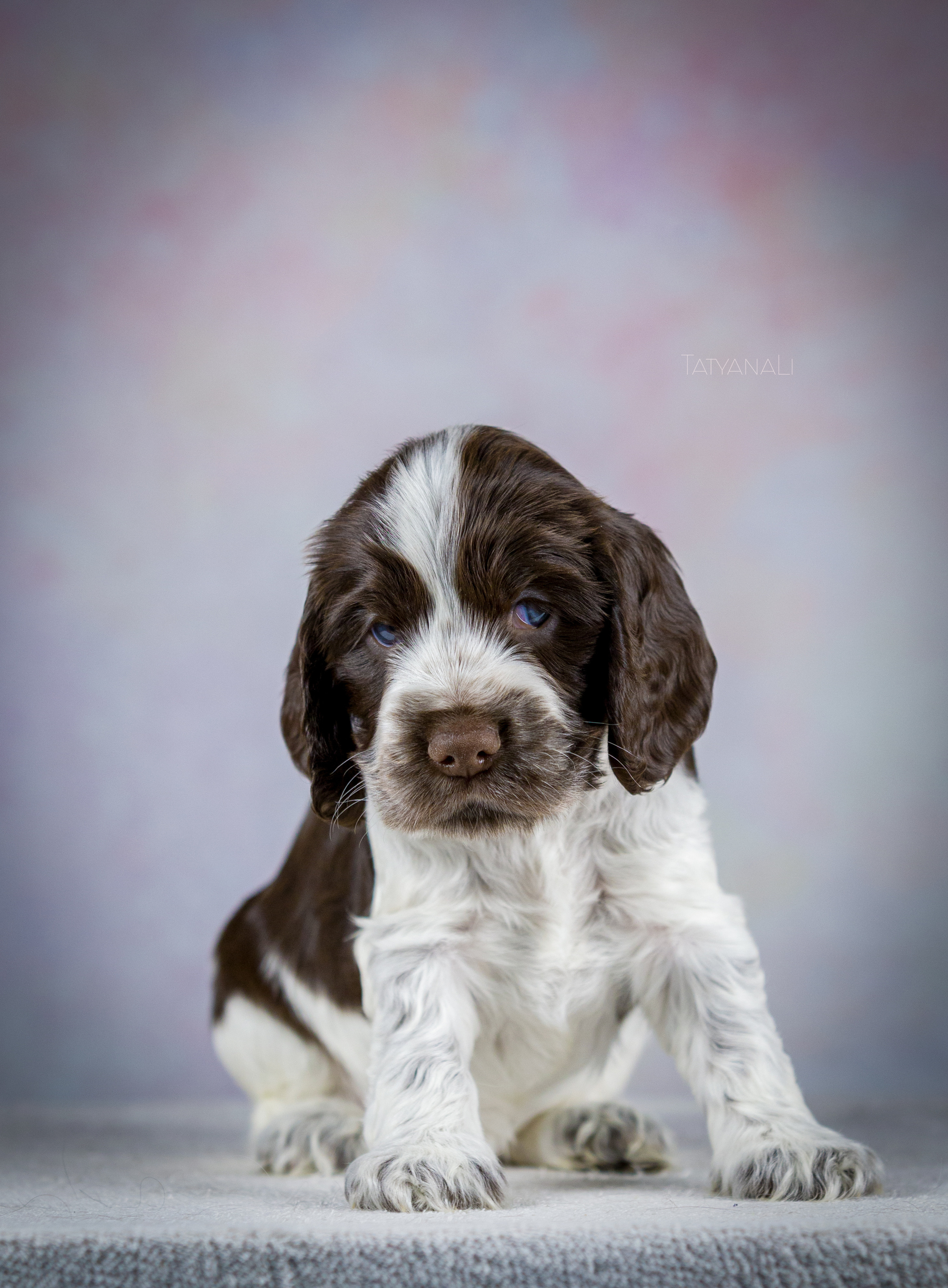 Английский кокер-спаниель. Фотограф — анималист Татьяна Ли