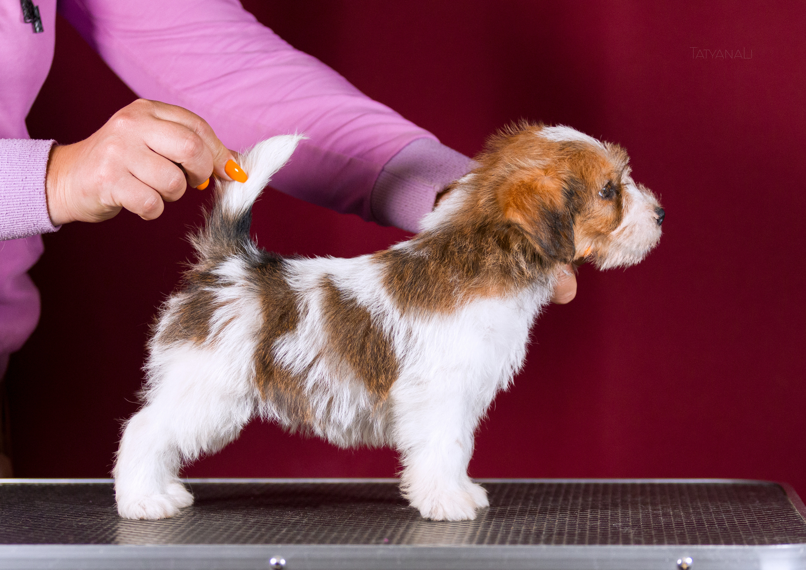 Джек-рассел-терьер. Фотограф — анималист Татьяна Ли