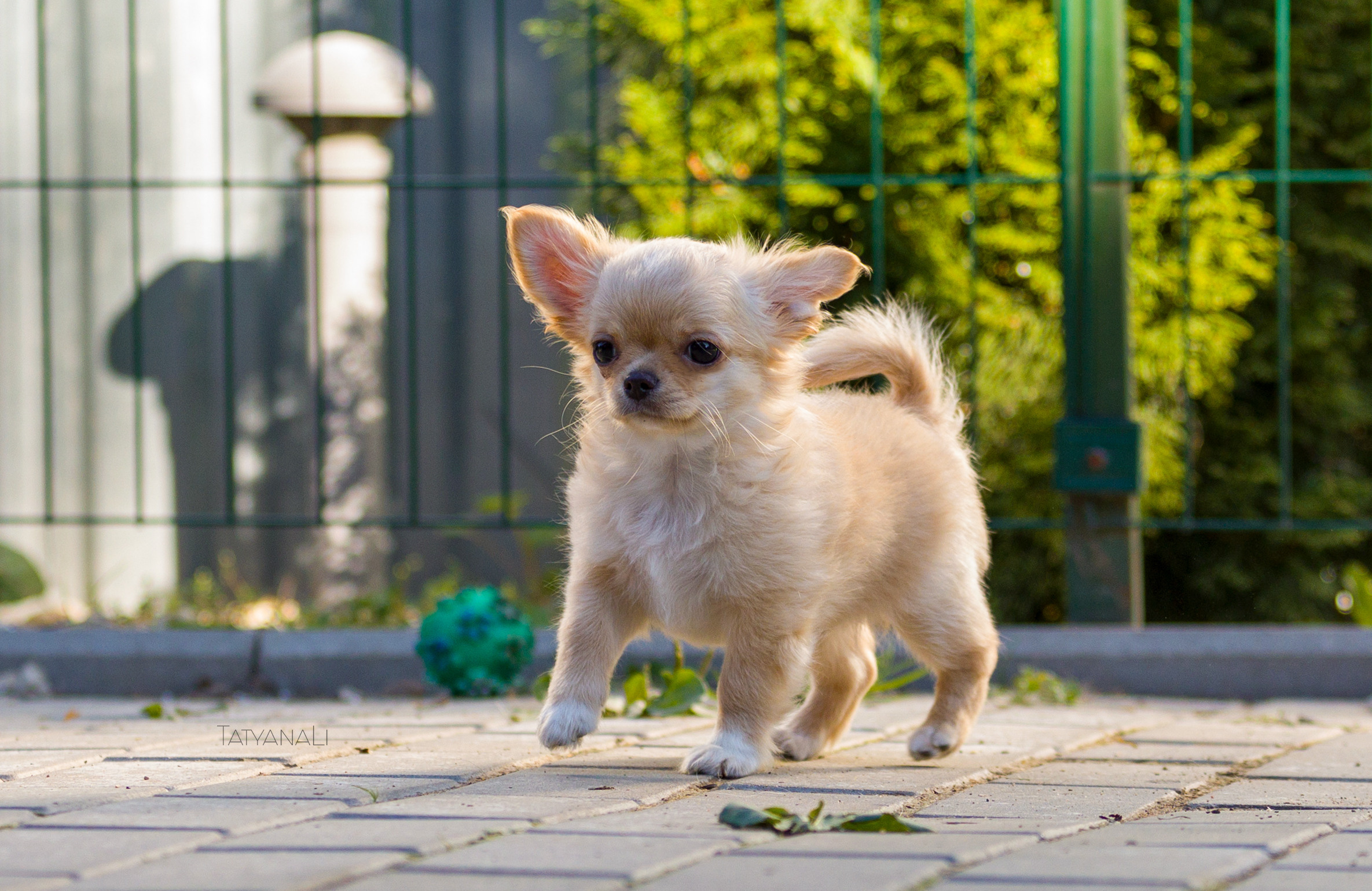 Ассорти. Фотограф — анималист Татьяна Ли