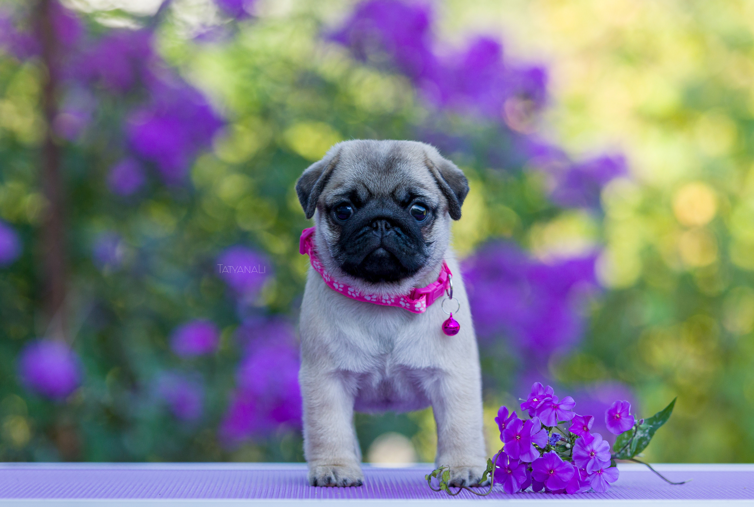 Мопс. Фотограф — анималист Татьяна Ли