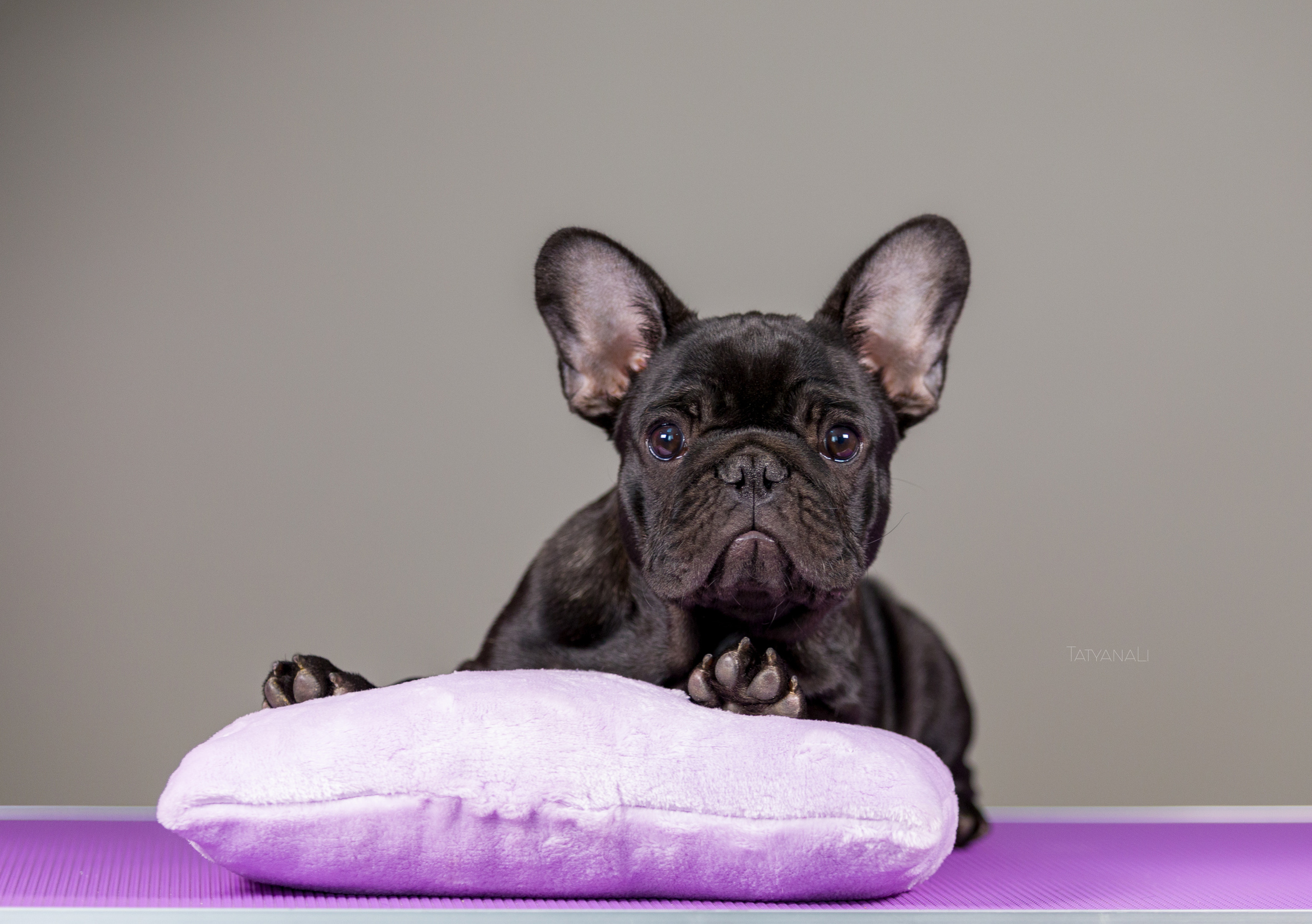 Французкий бульдог. Фотограф — анималист Татьяна Ли