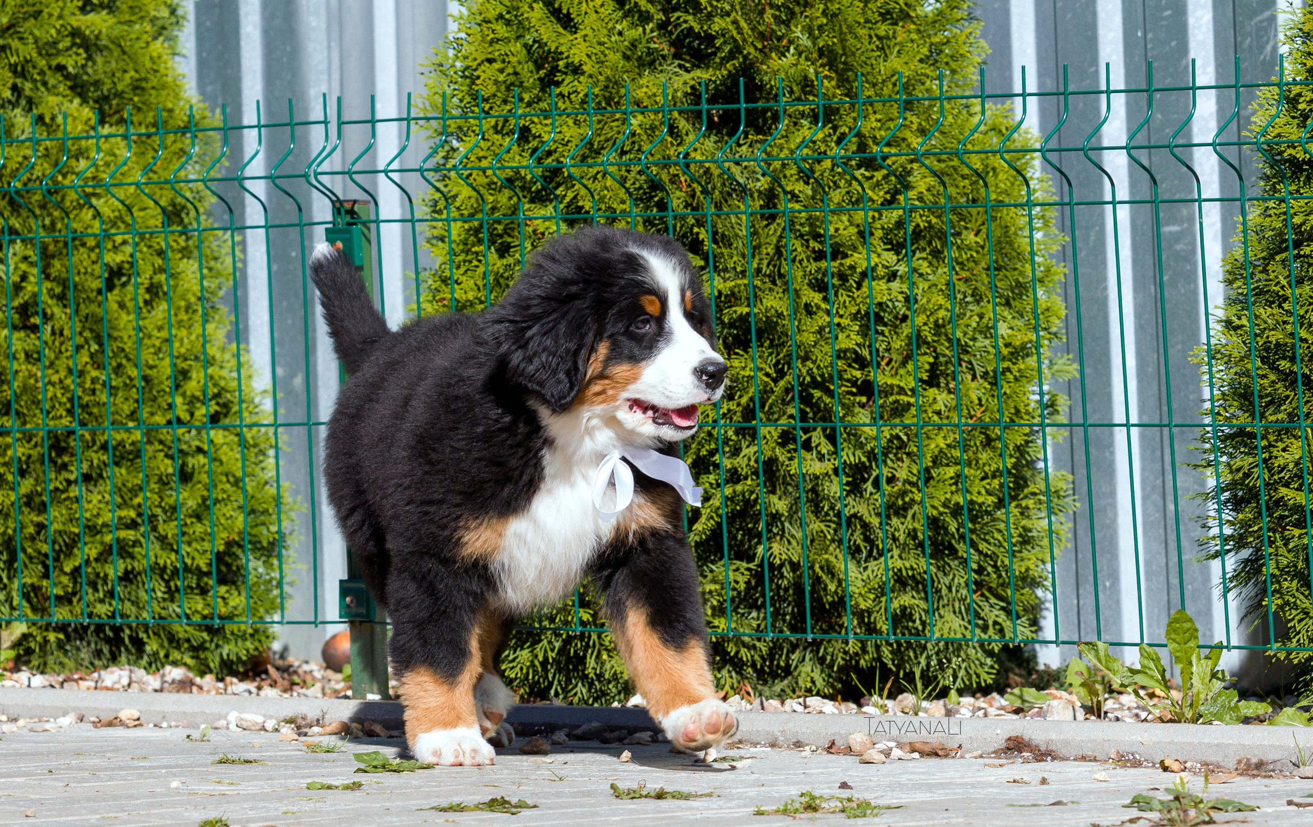 Ассорти. Фотограф — анималист Татьяна Ли