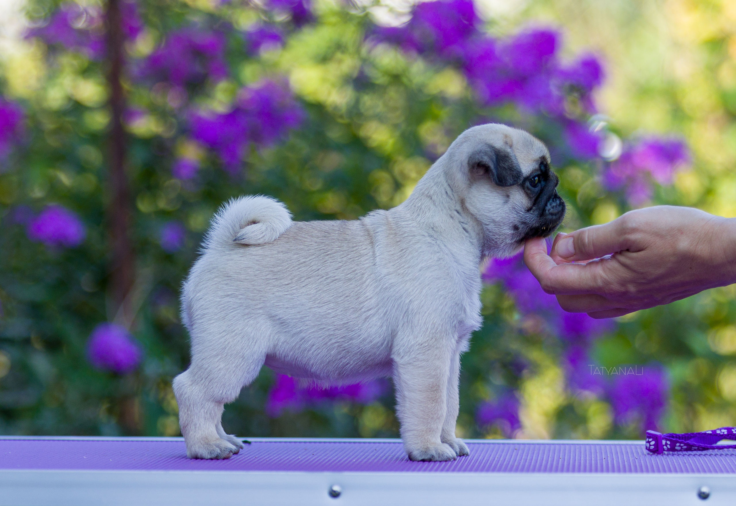 Мопс. Фотограф — анималист Татьяна Ли