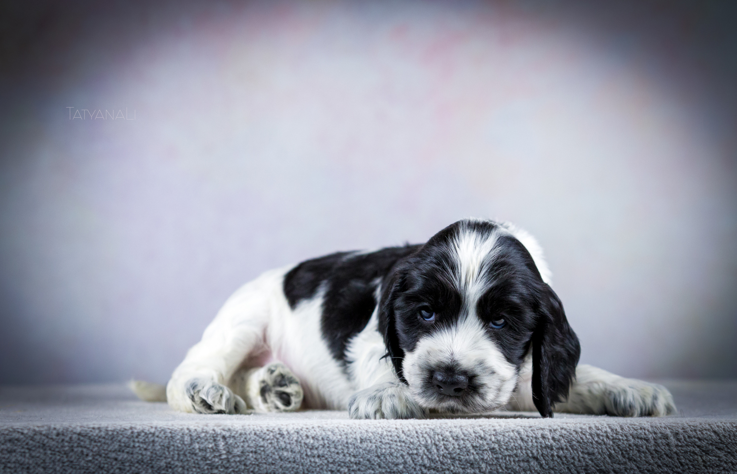 Английский кокер-спаниель. Фотограф — анималист Татьяна Ли