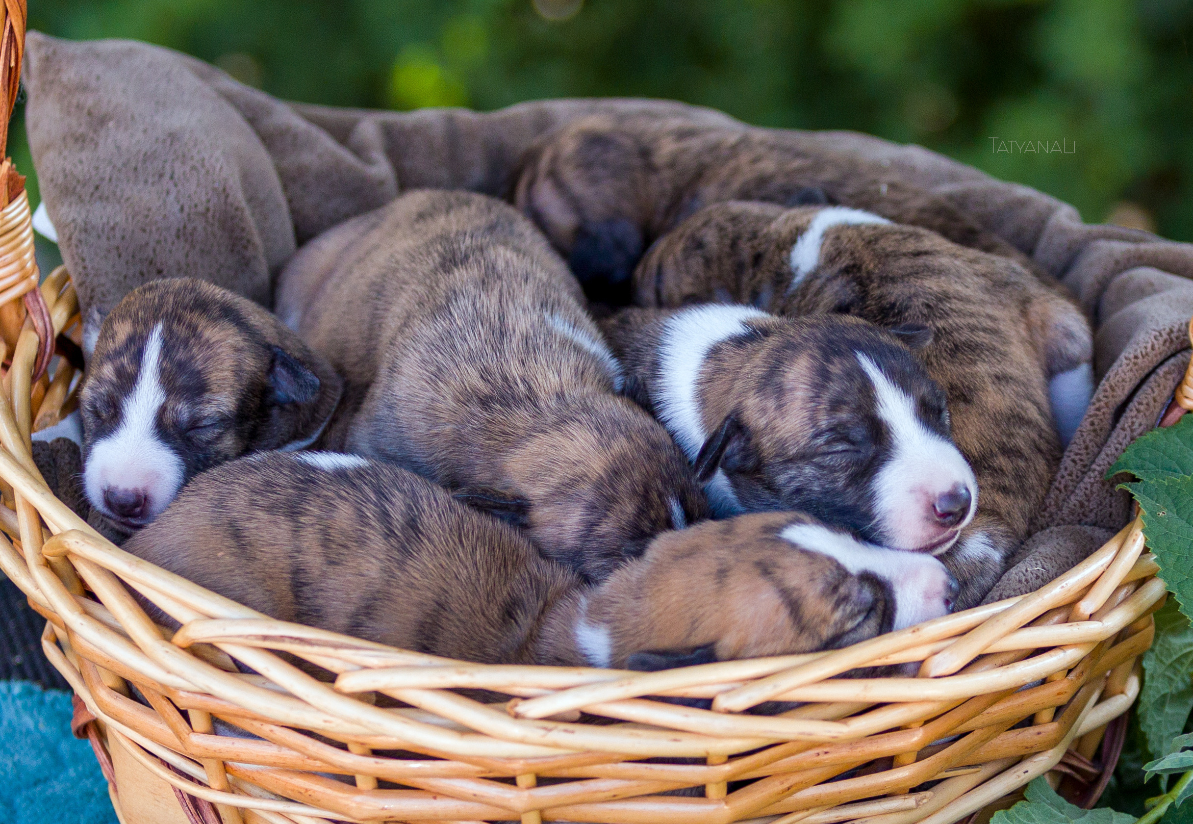 Уиппет. Фотограф — анималист Татьяна Ли