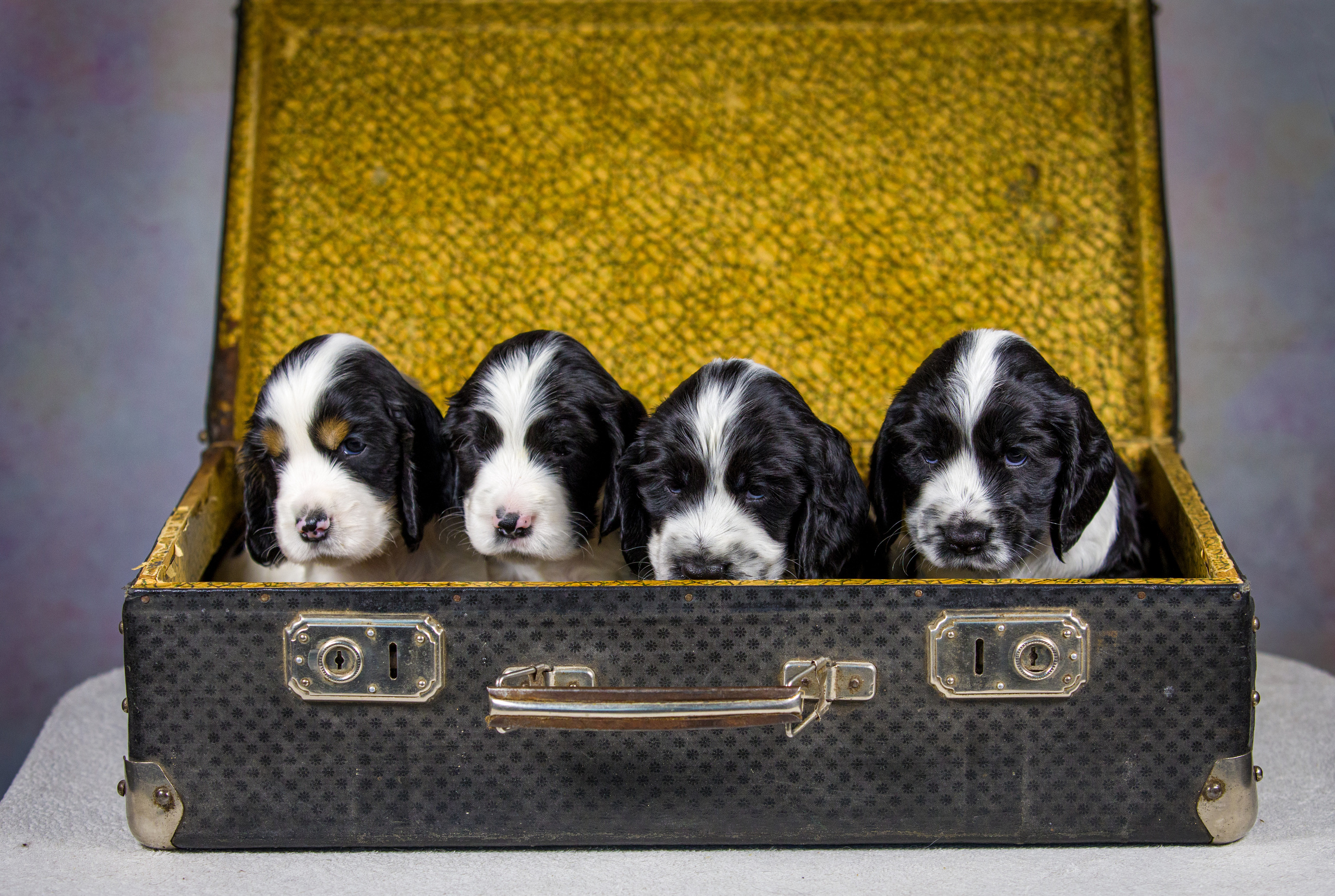 Английский кокер-спаниель. Фотограф — анималист Татьяна Ли