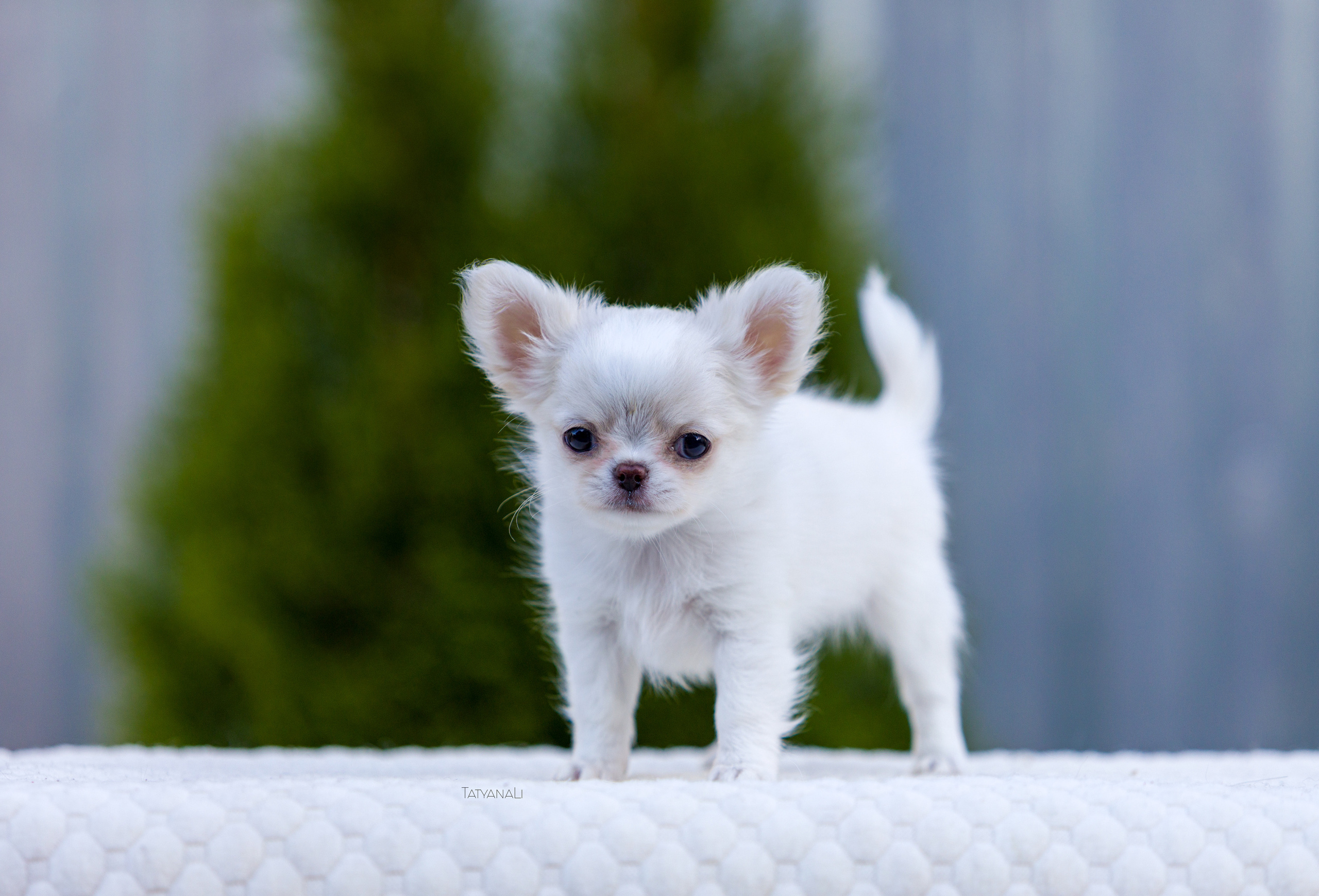 Чихуахуа дш. Фотограф — анималист Татьяна Ли