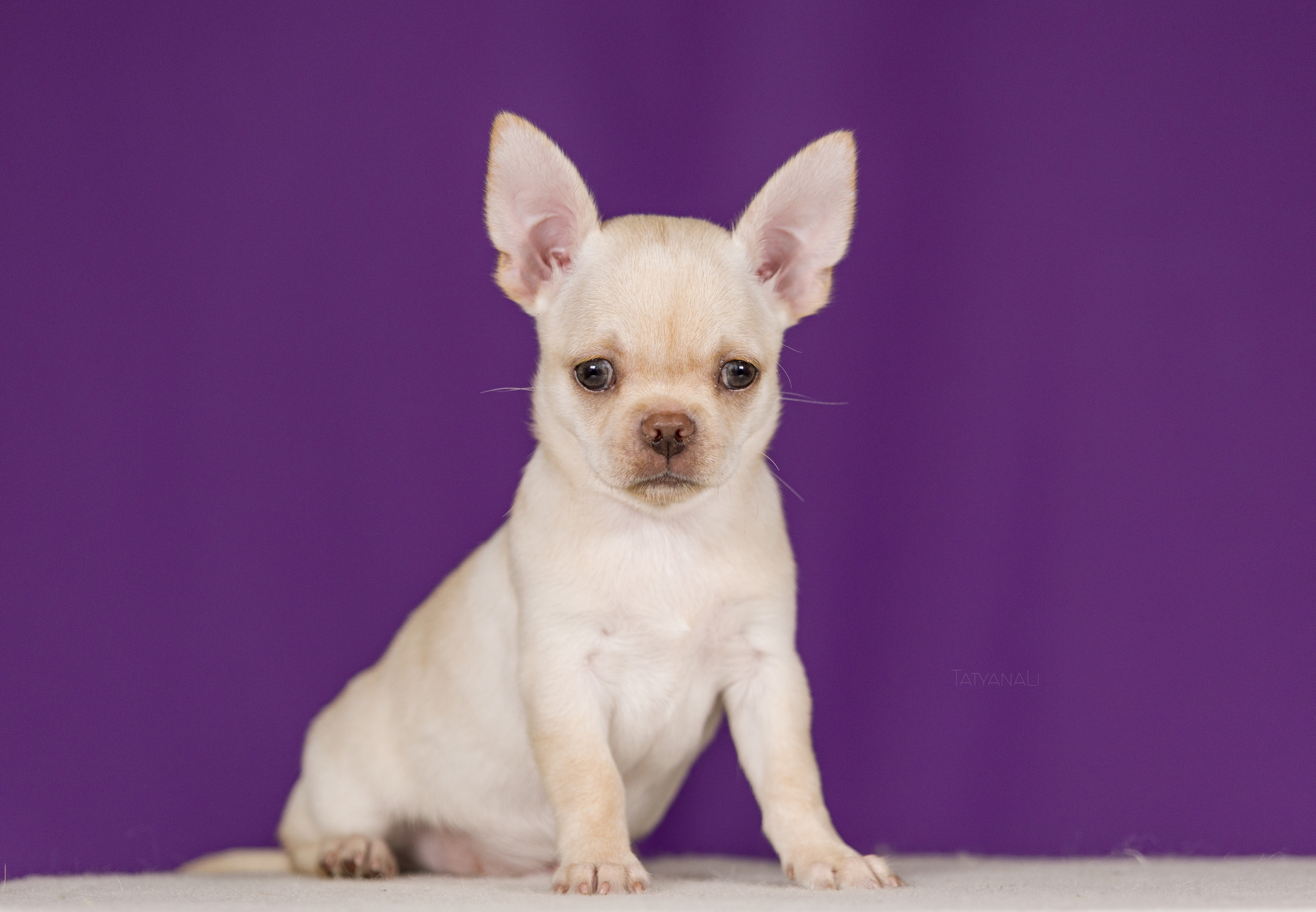 Чихуахуа. Фотограф — анималист Татьяна Ли