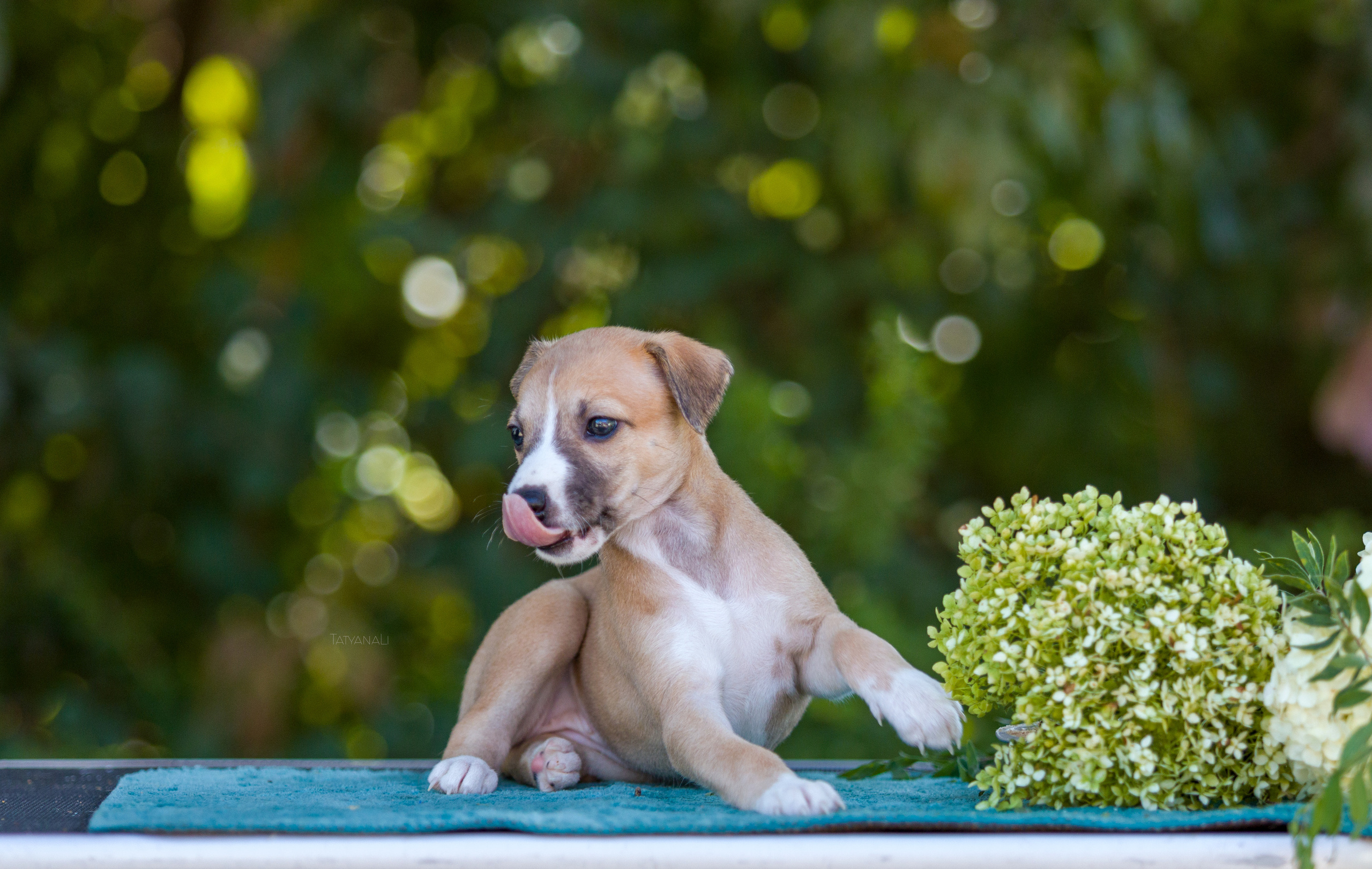 Уиппет. Фотограф — анималист Татьяна Ли