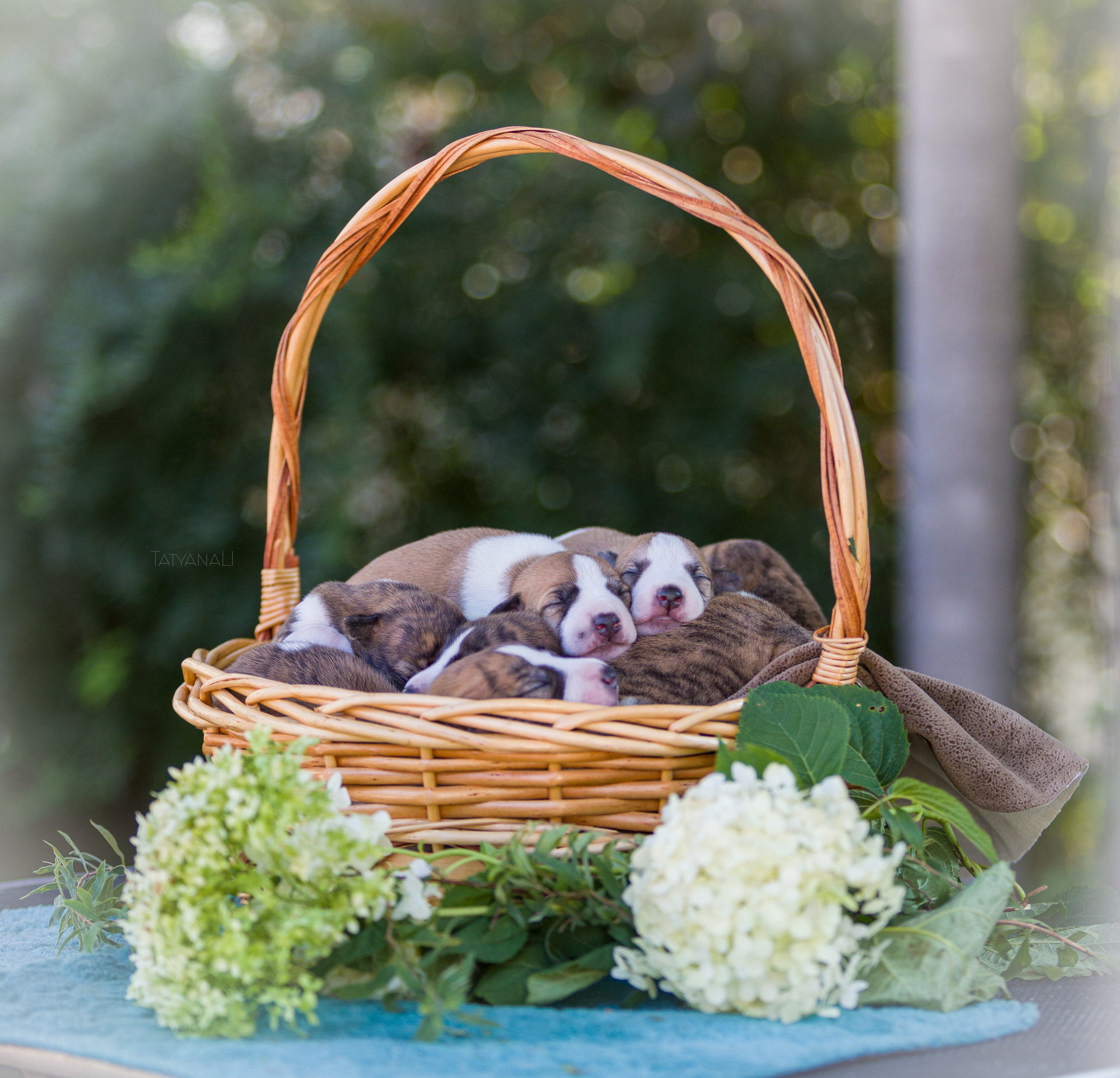 Уиппет. Фотограф — анималист Татьяна Ли