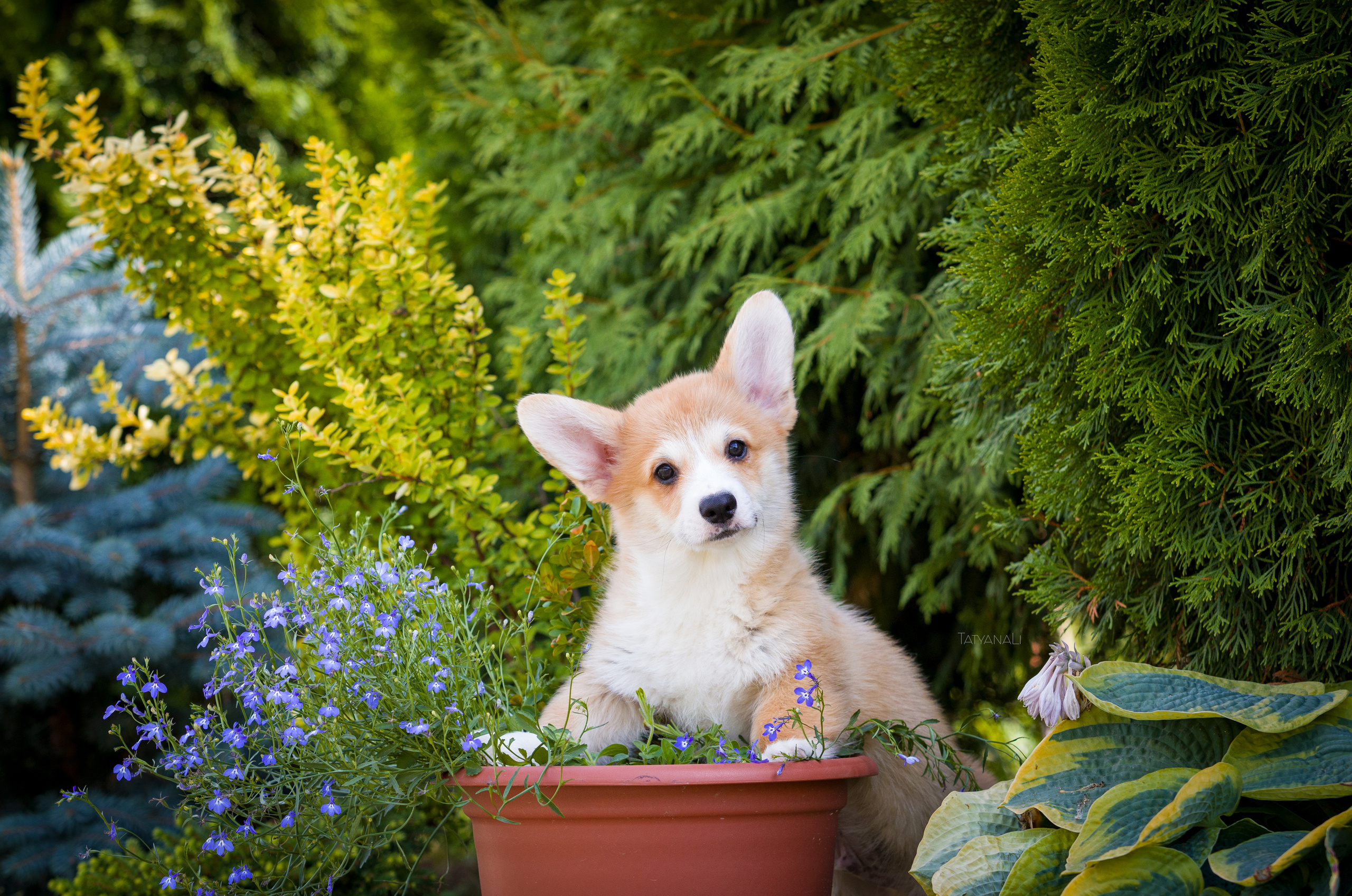 Вельш-корги пемброк. Фотограф — анималист Татьяна Ли
