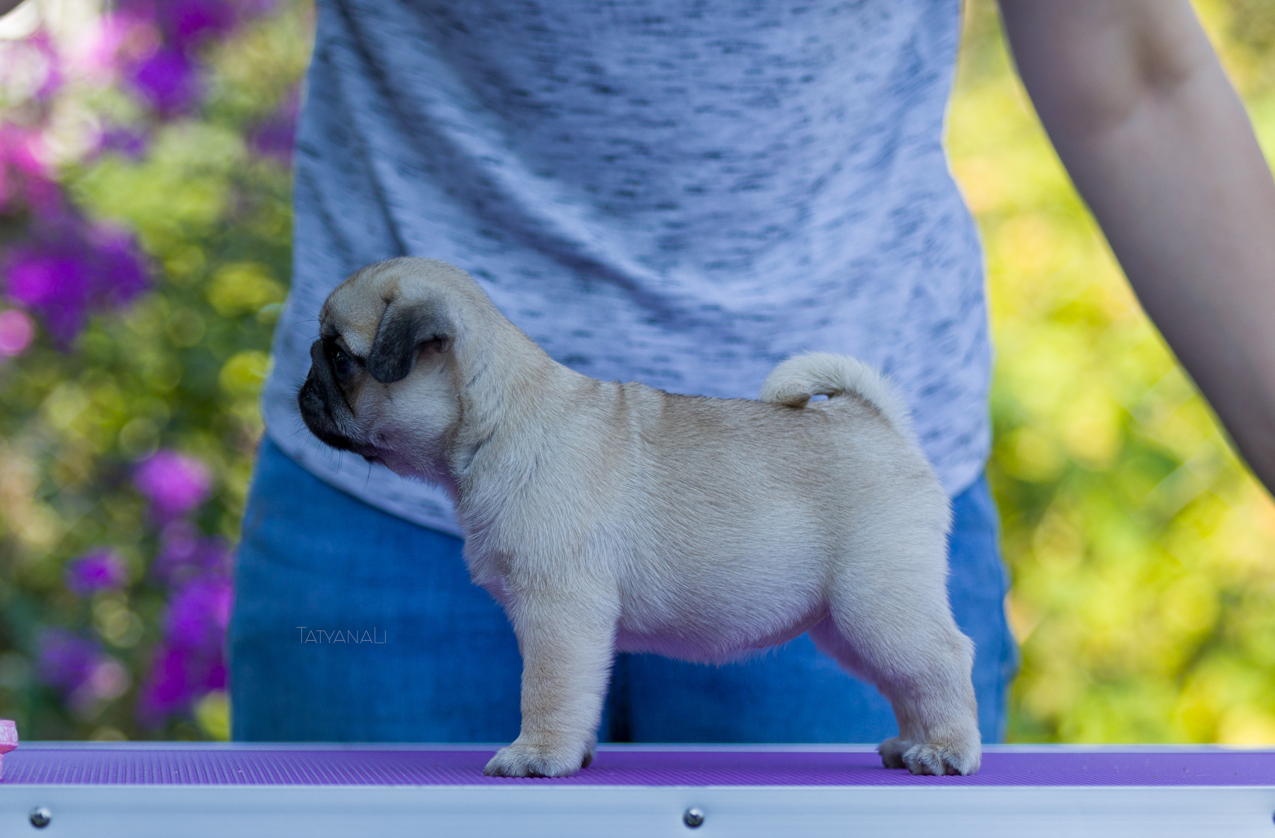 Мопс. Фотограф — анималист Татьяна Ли