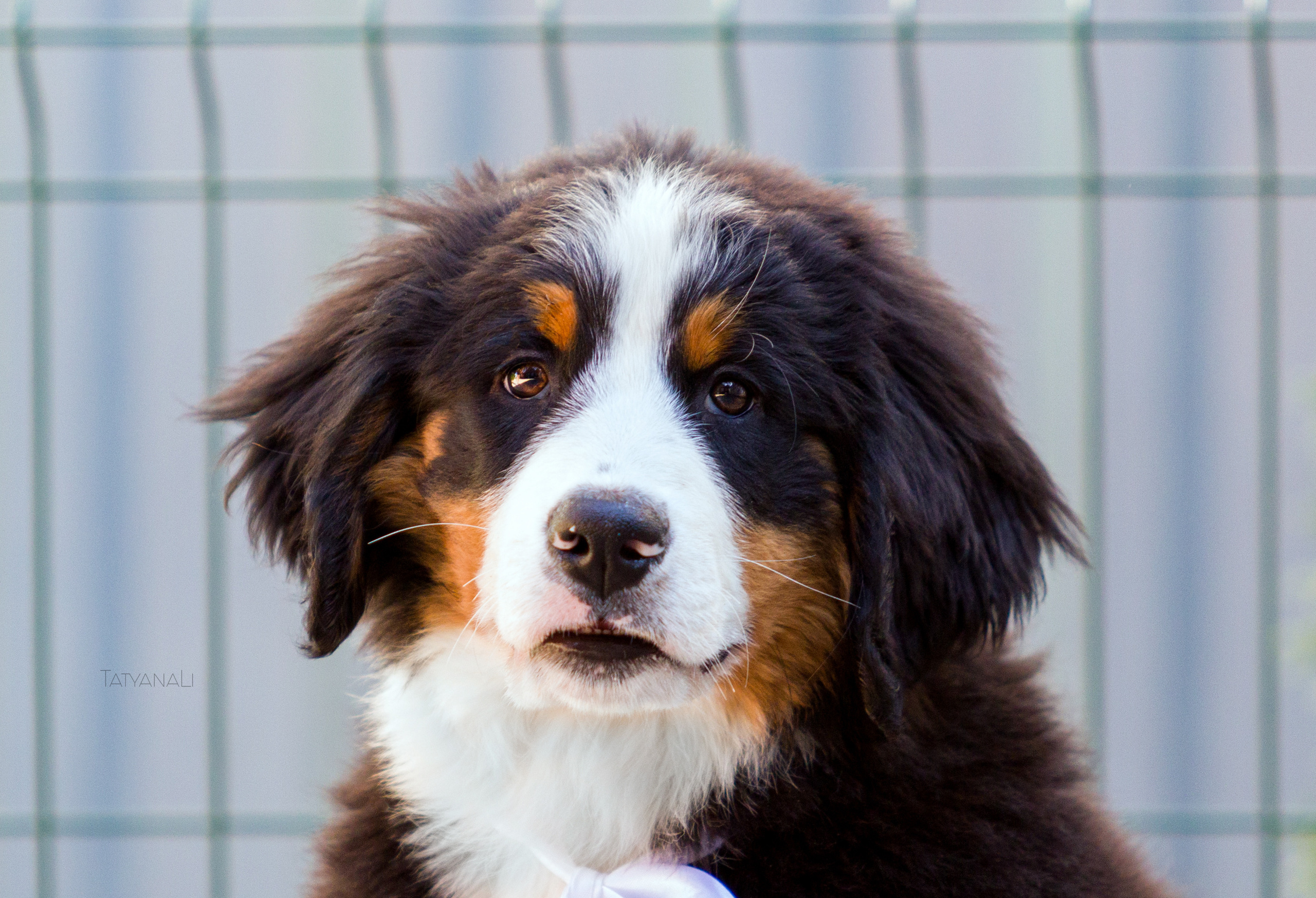 Ассорти. Фотограф — анималист Татьяна Ли