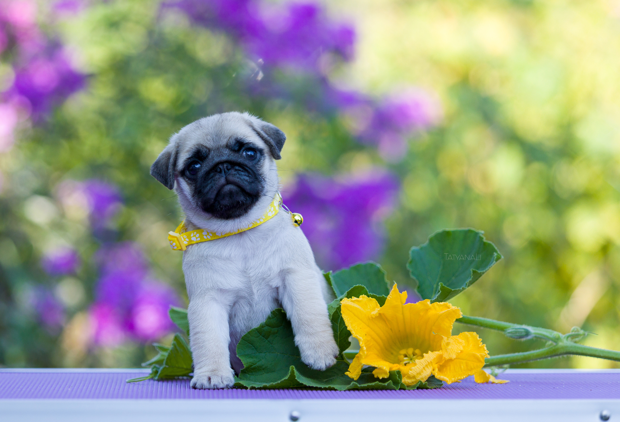 Мопс. Фотограф — анималист Татьяна Ли