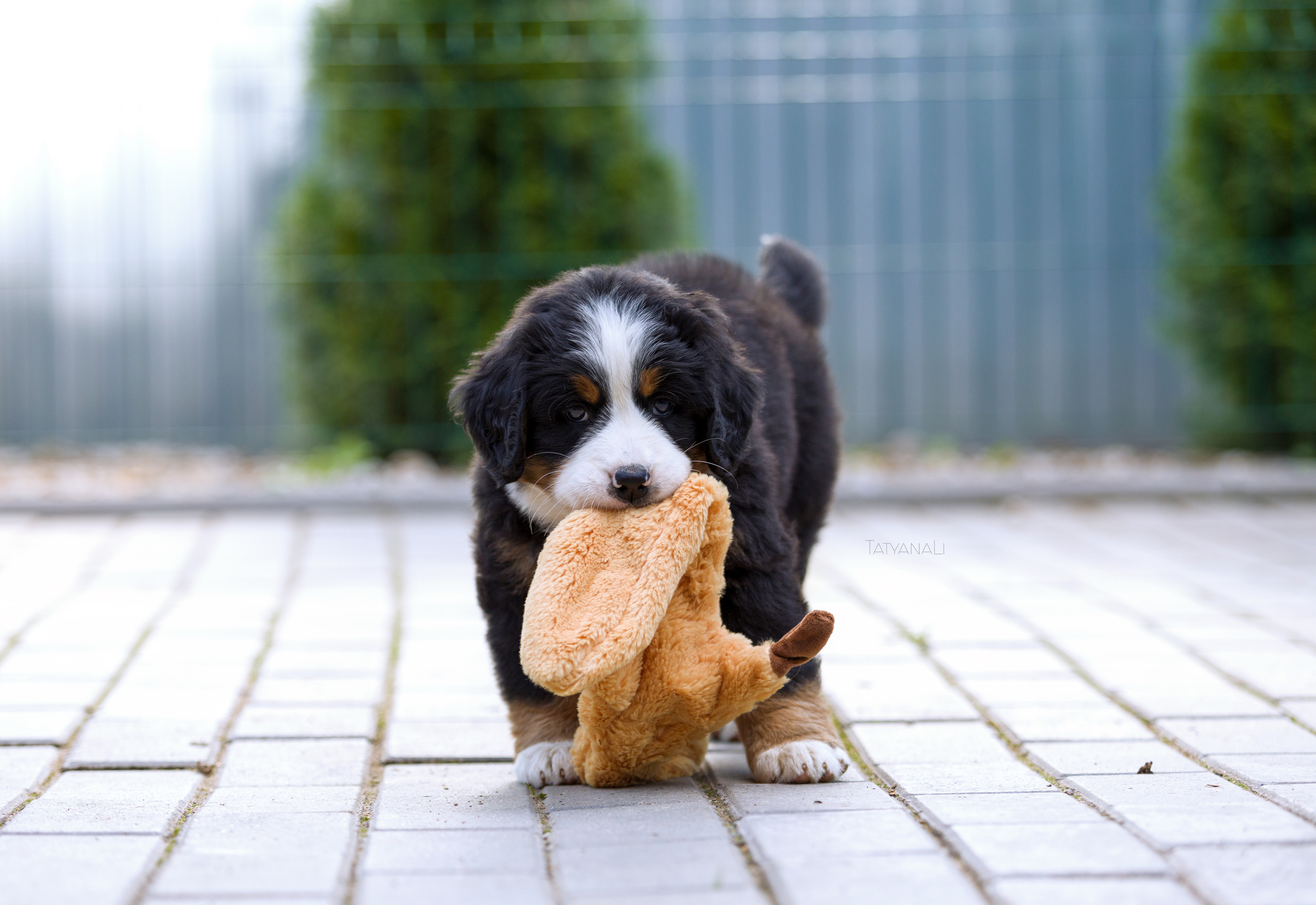 Бернский зенненхунд. Фотограф — анималист Татьяна Ли