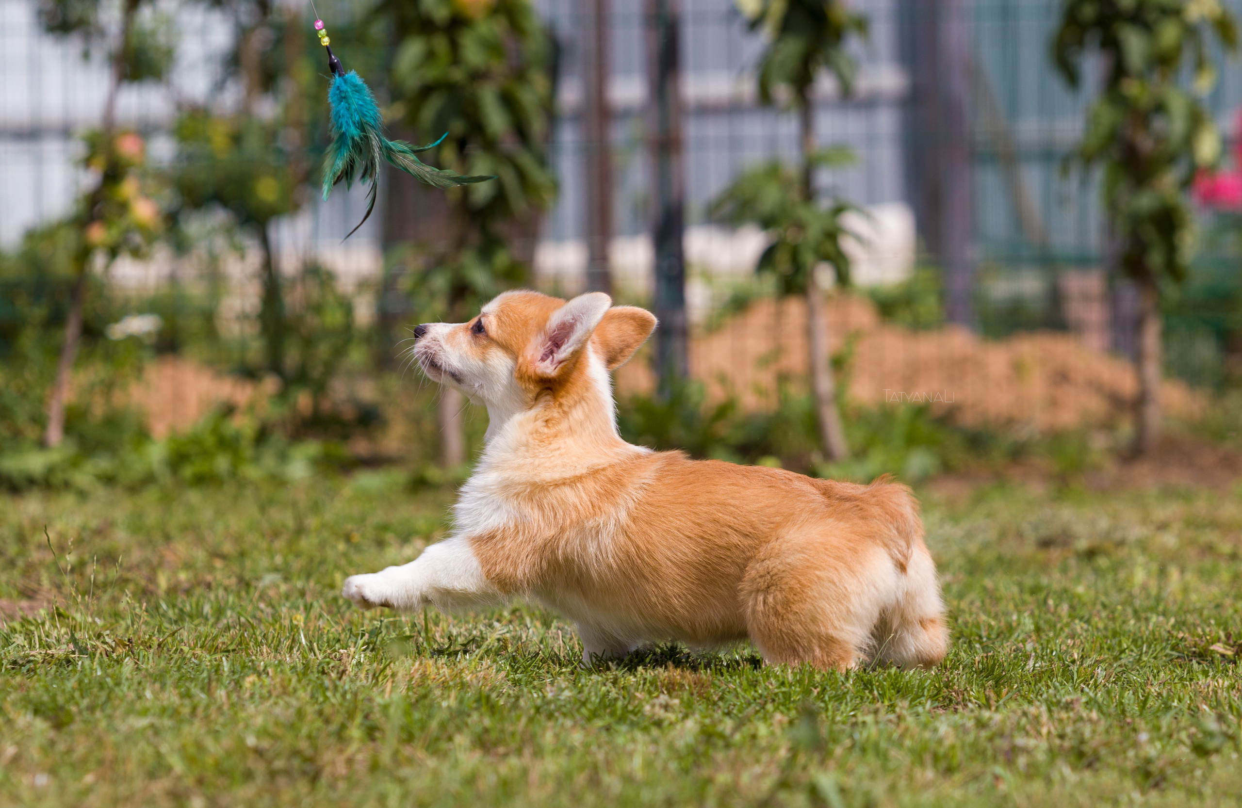 Вельш-корги пемброк. Фотограф — анималист Татьяна Ли
