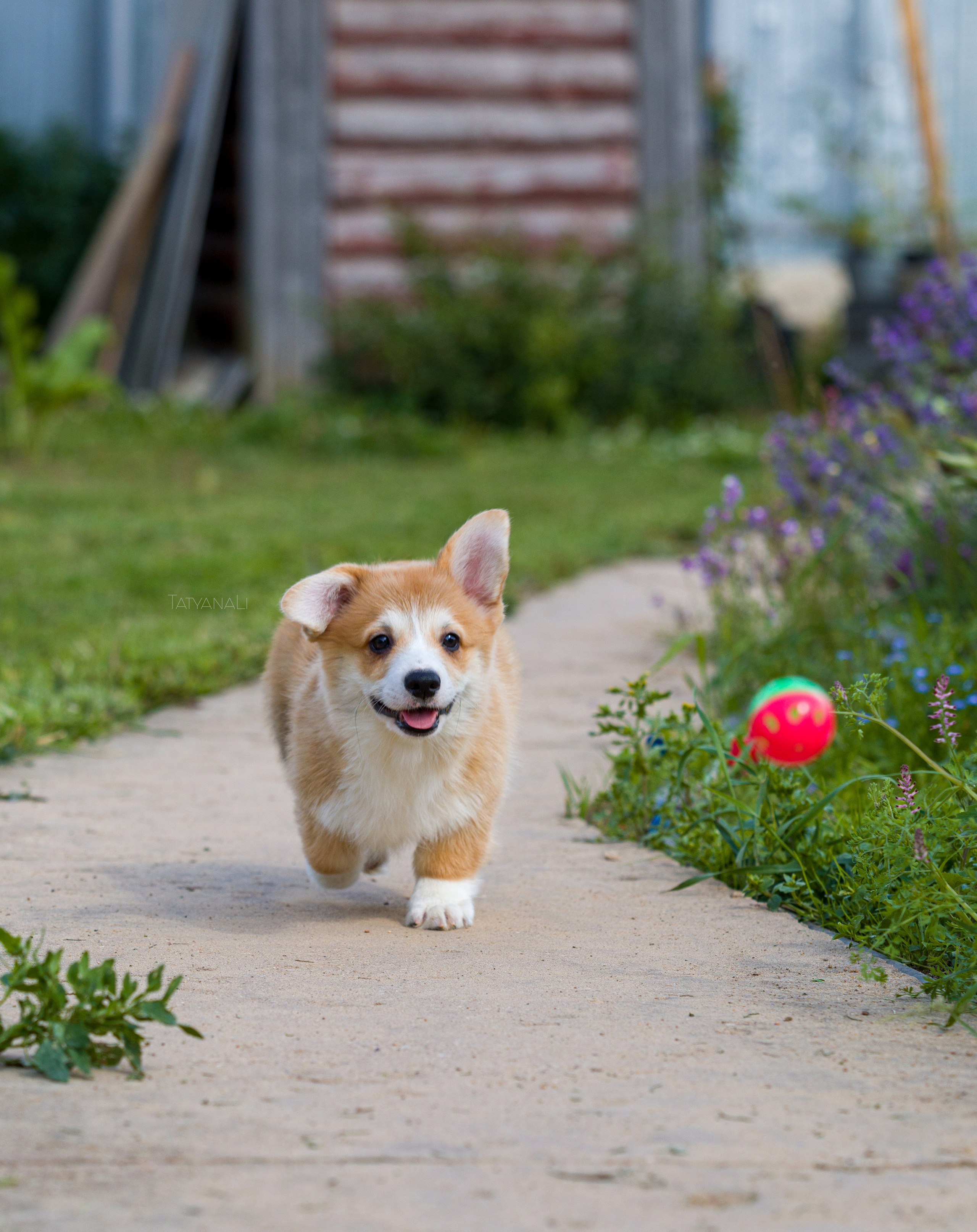 Вельш-корги пемброк. Фотограф — анималист Татьяна Ли