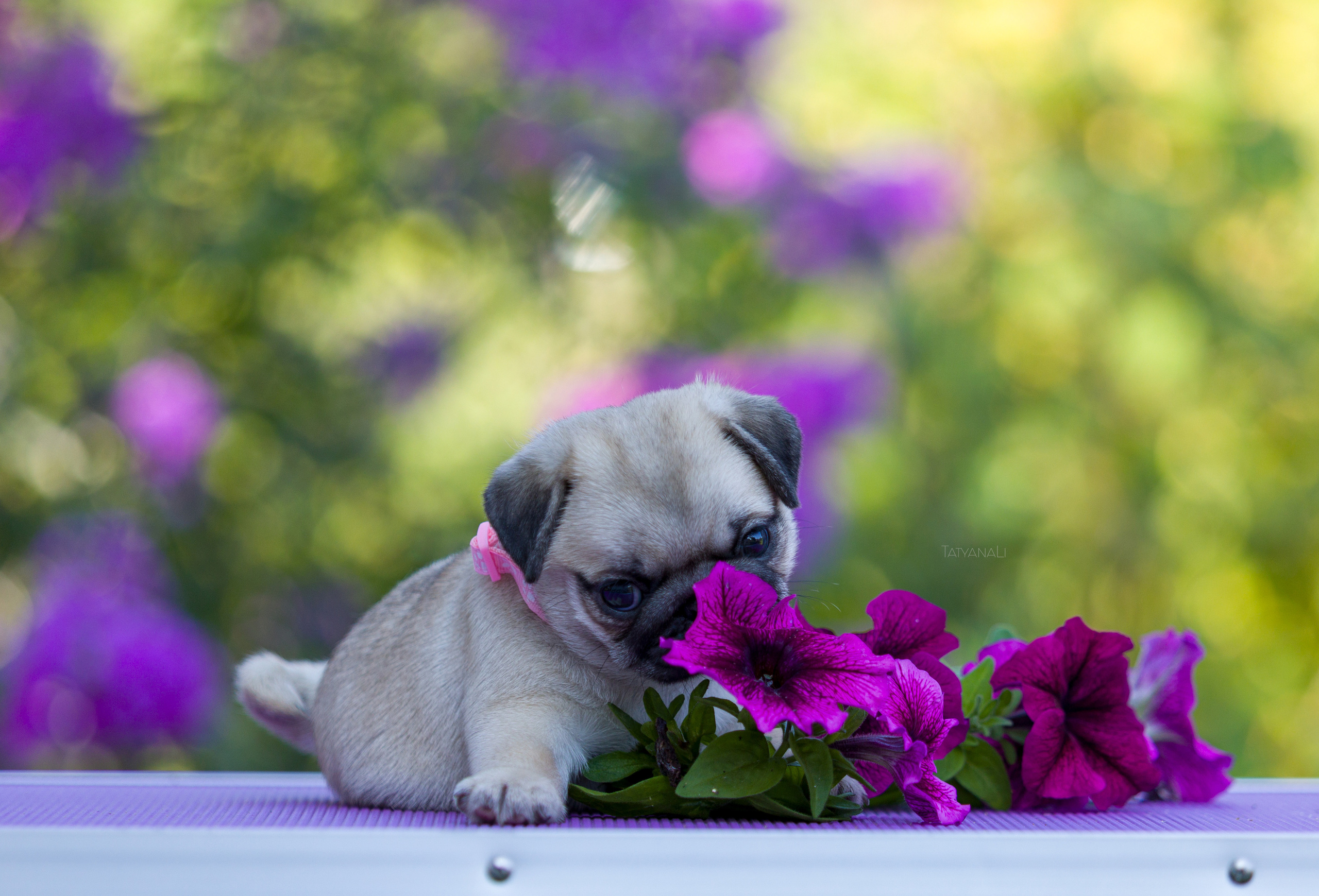 Мопс. Фотограф — анималист Татьяна Ли