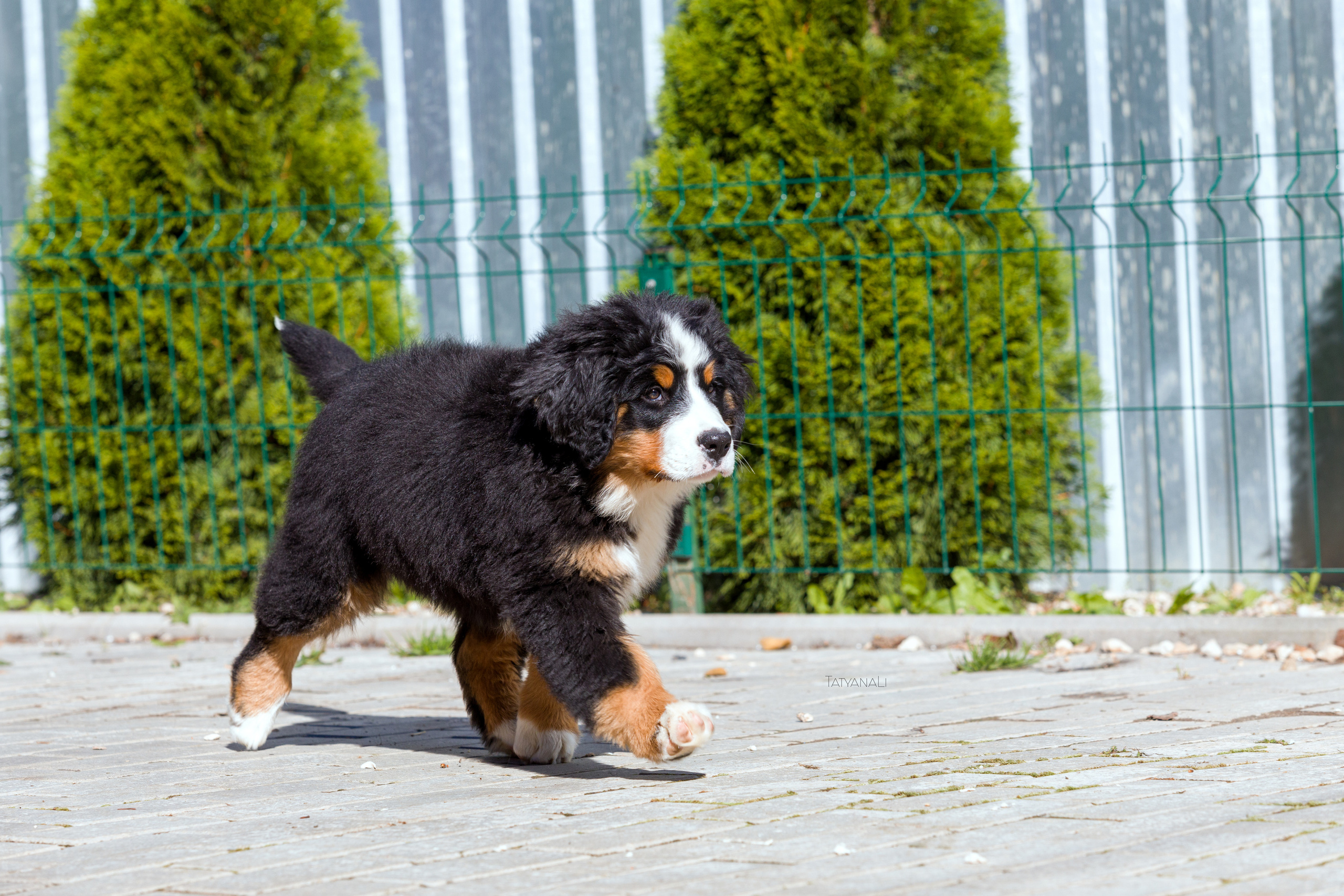 Ассорти. Фотограф — анималист Татьяна Ли
