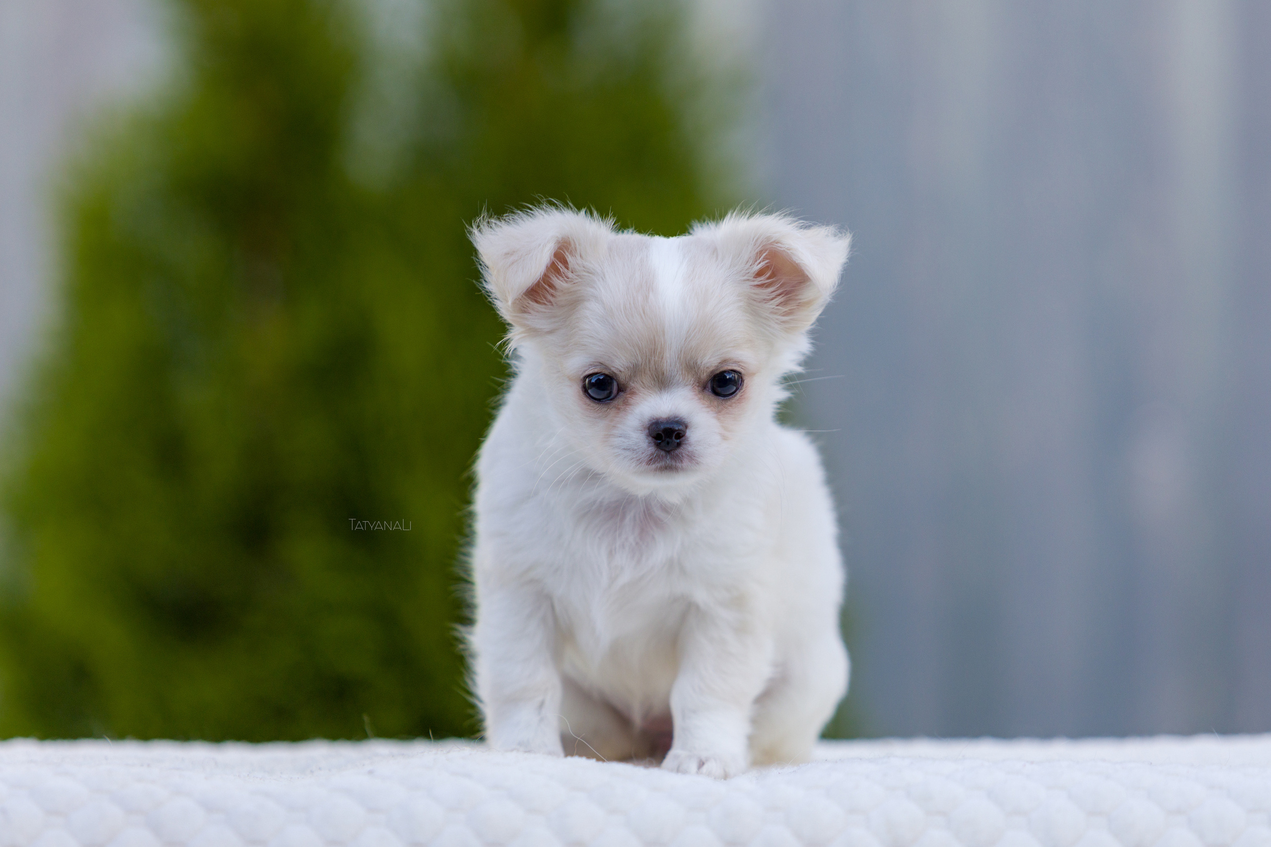 Чихуахуа дш. Фотограф — анималист Татьяна Ли