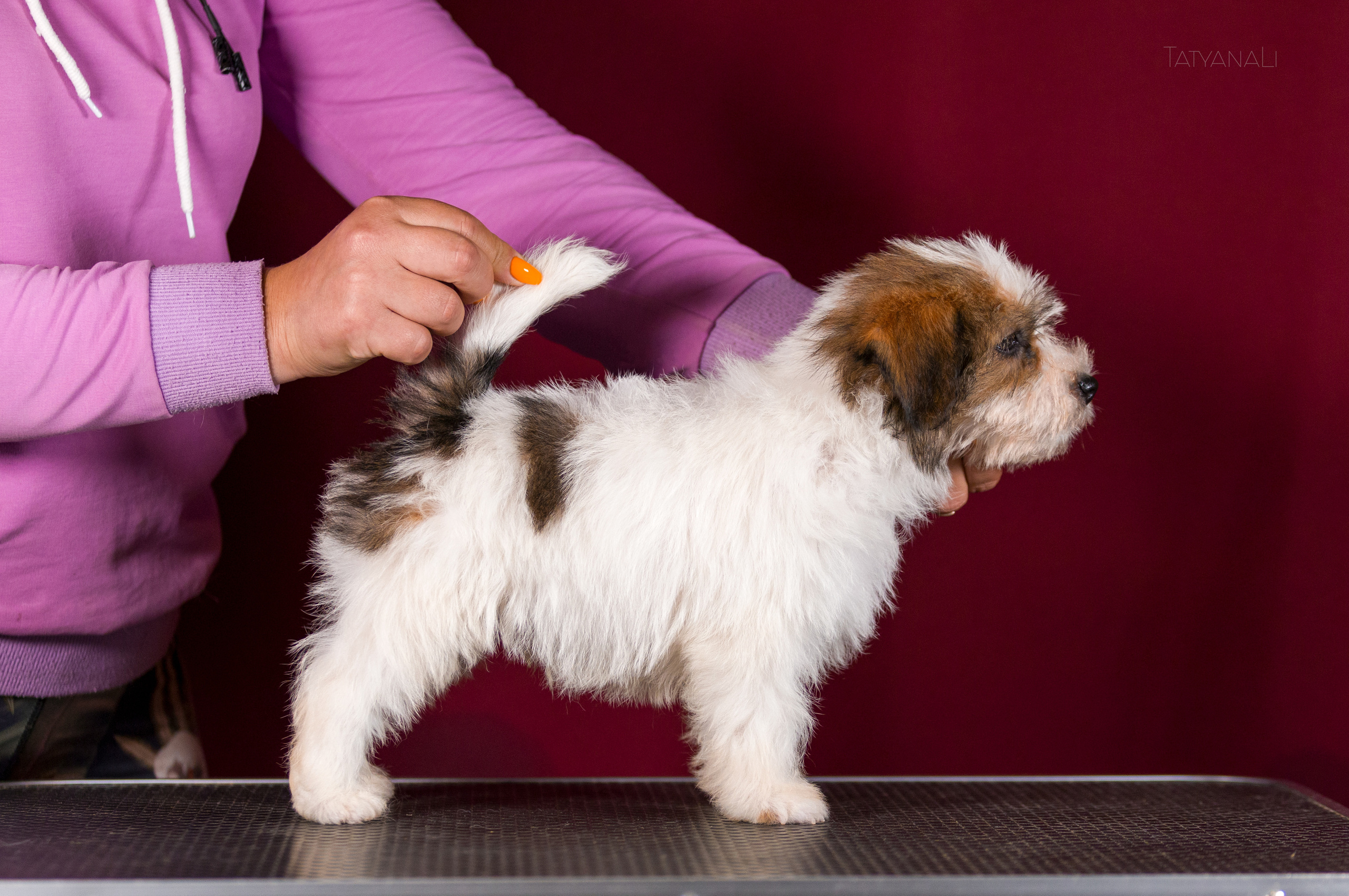 Джек-рассел-терьер. Фотограф — анималист Татьяна Ли