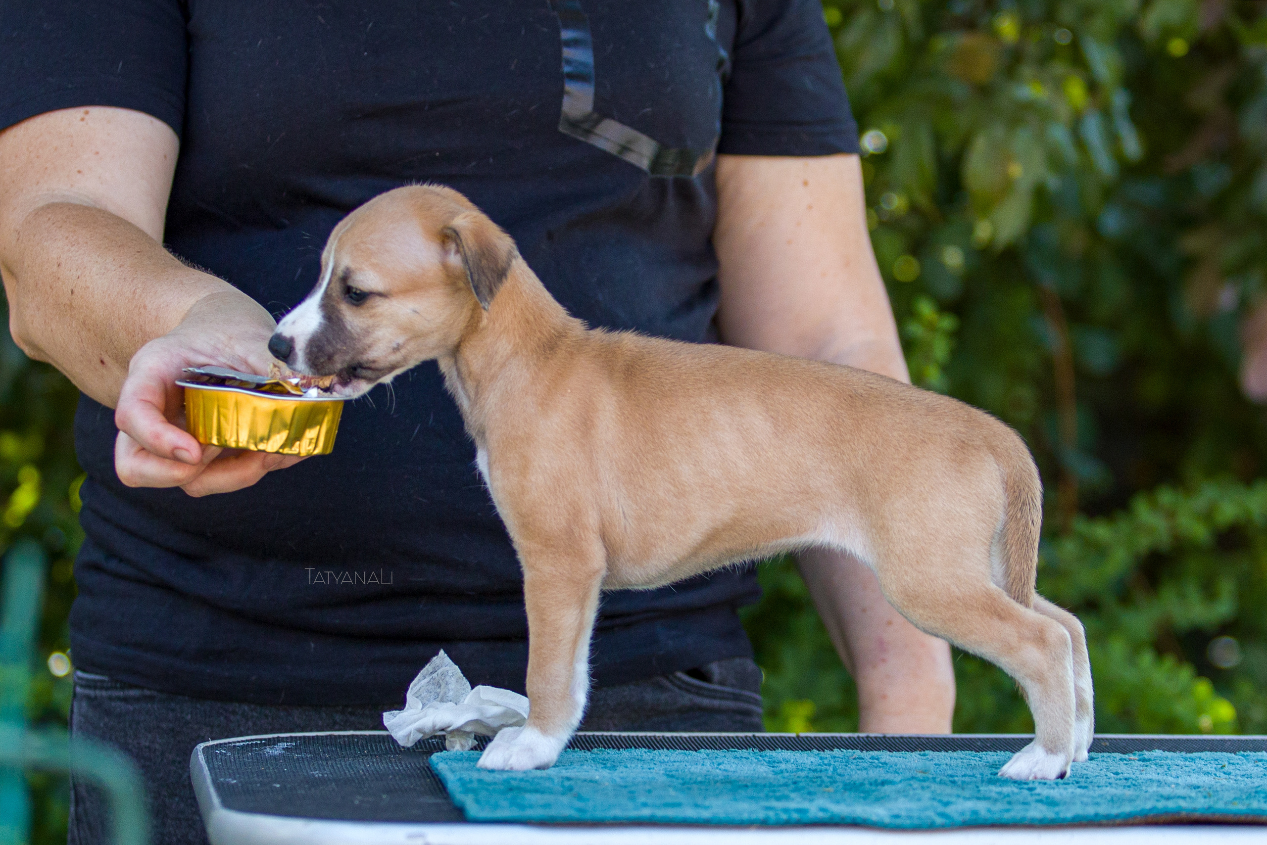 Уиппет. Фотограф — анималист Татьяна Ли