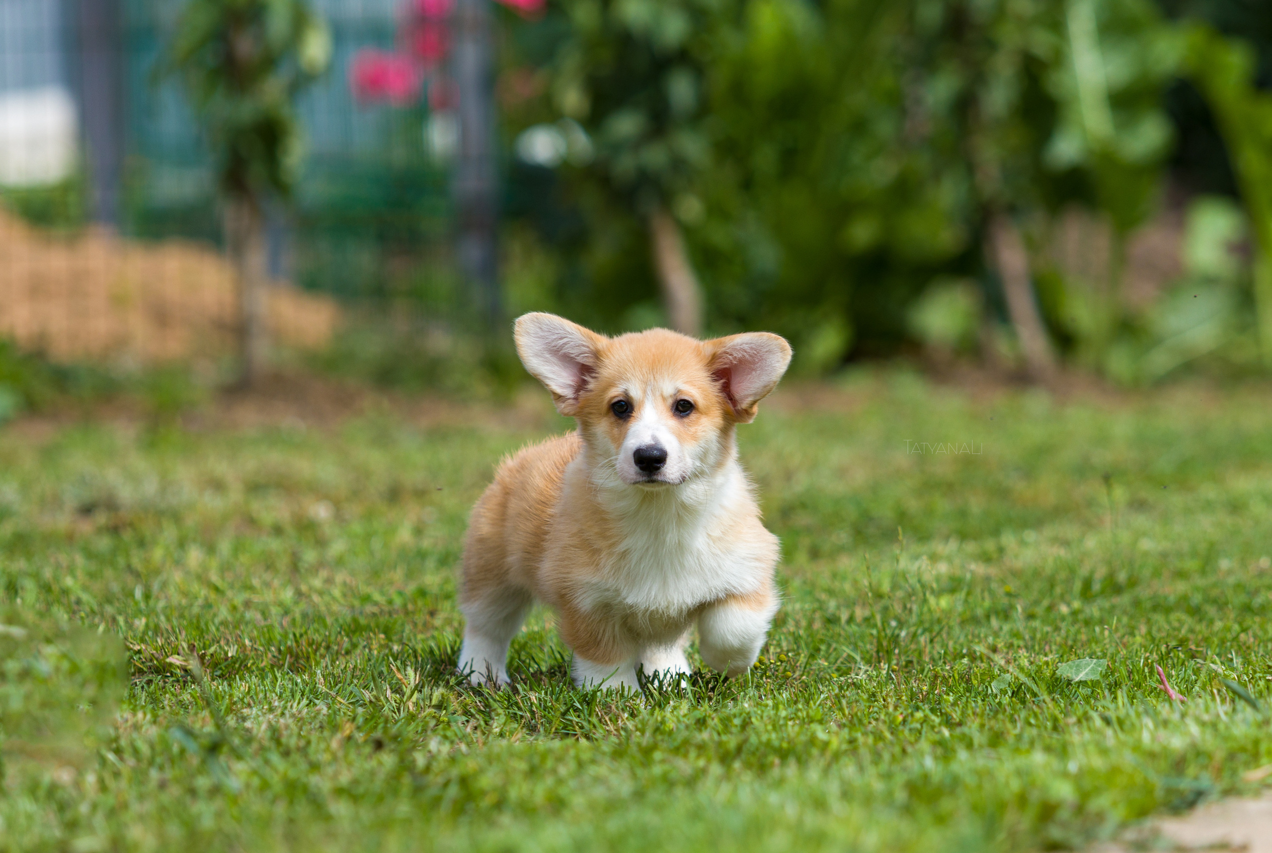 Вельш-корги пемброк. Фотограф — анималист Татьяна Ли