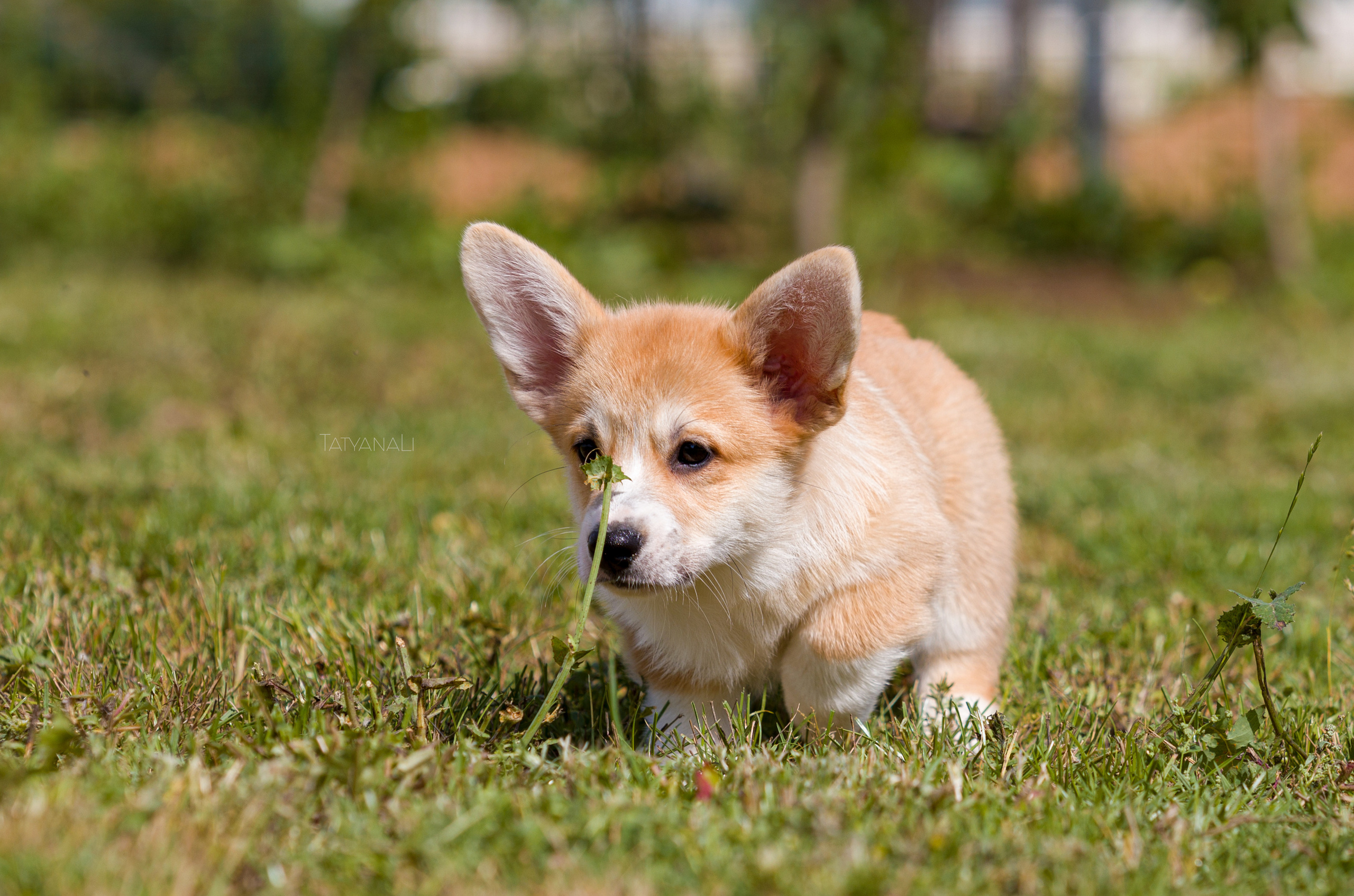 Вельш-корги пемброк. Фотограф — анималист Татьяна Ли