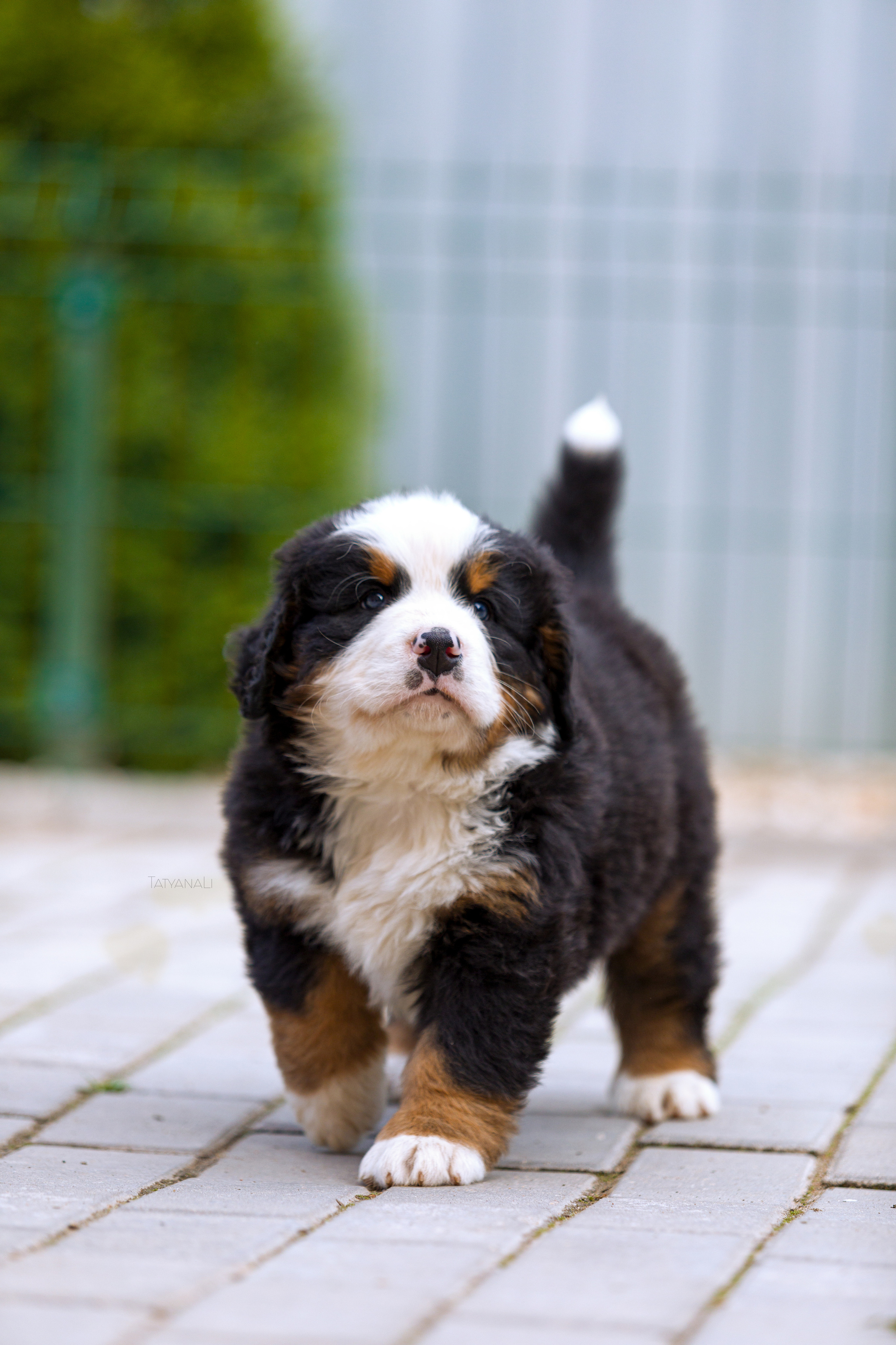 Бернский зенненхунд. Фотограф — анималист Татьяна Ли