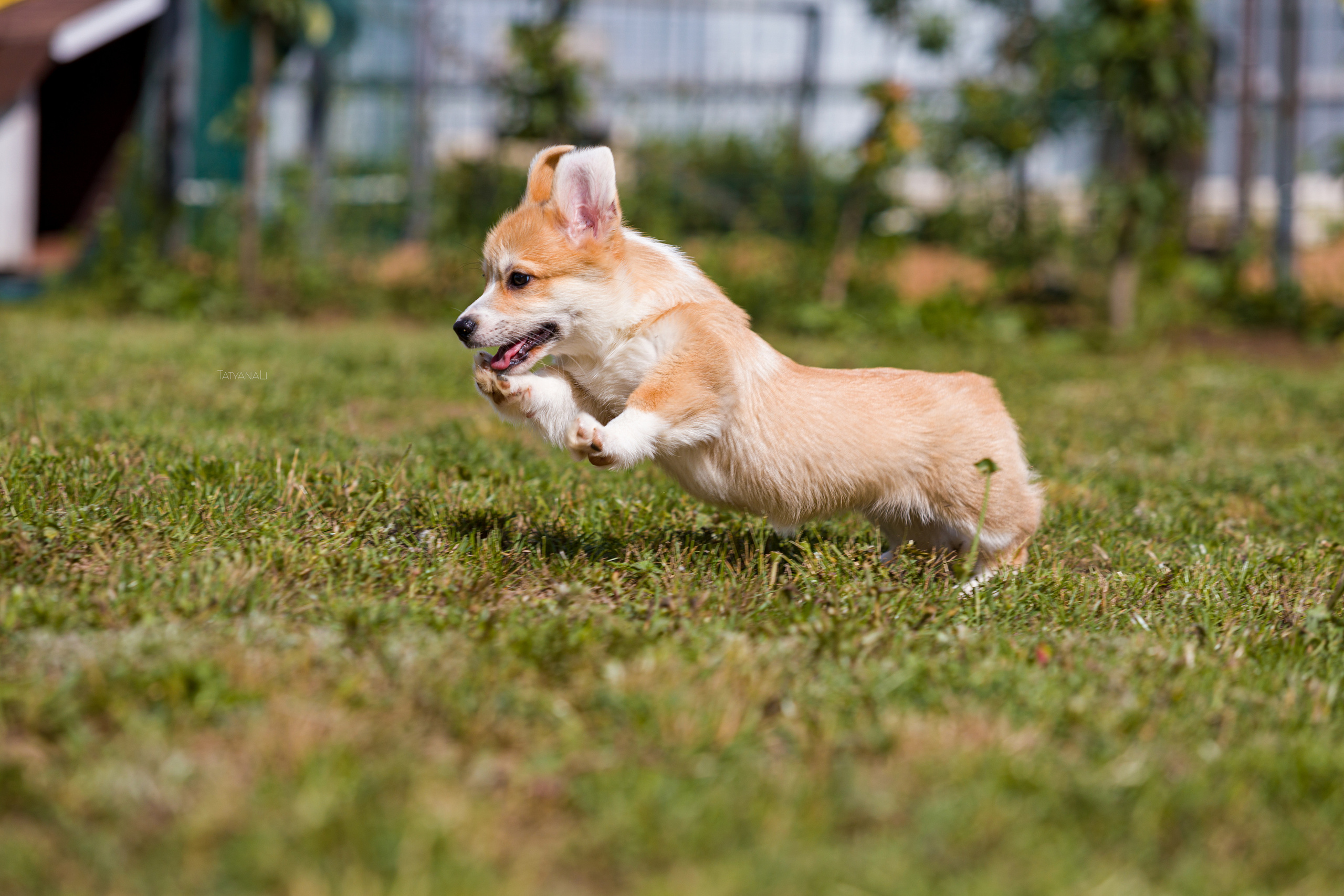 Вельш-корги пемброк. Фотограф — анималист Татьяна Ли