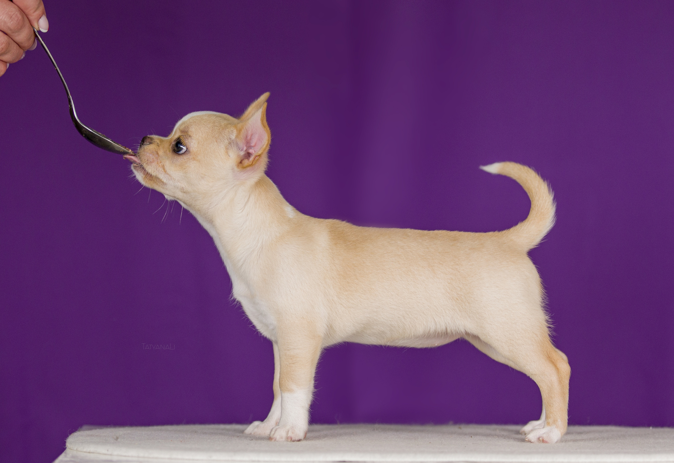 Чихуахуа. Фотограф — анималист Татьяна Ли