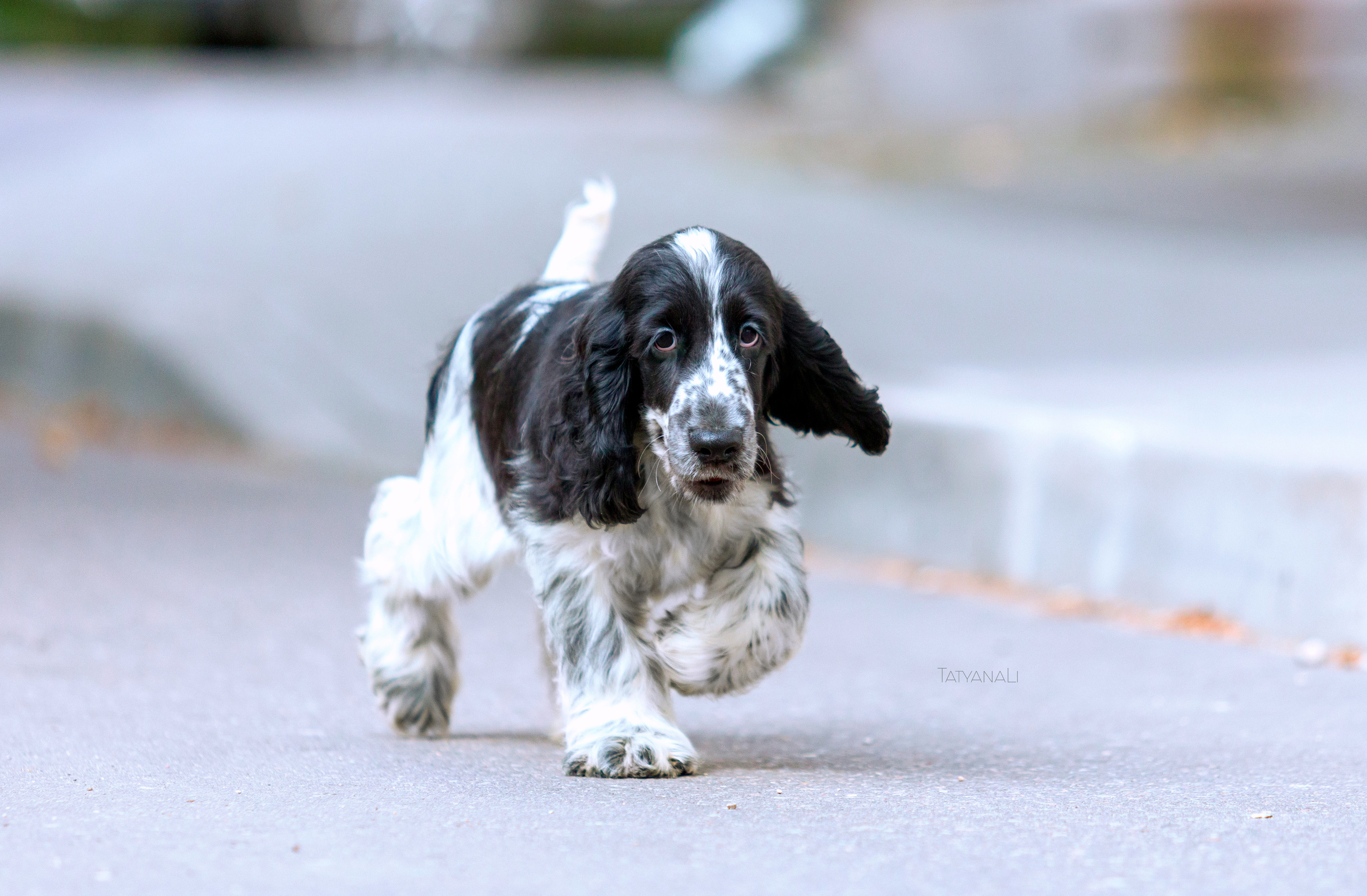 Английский кокер-спаниель. Фотограф — анималист Татьяна Ли