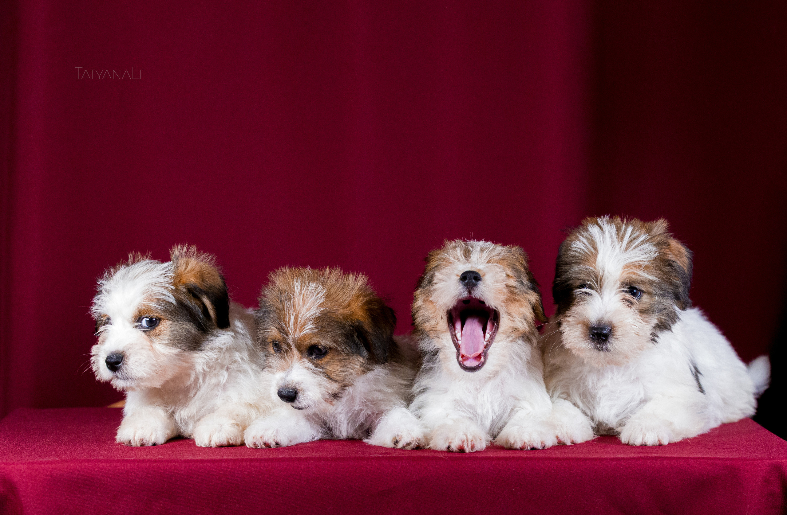 Джек-рассел-терьер. Фотограф — анималист Татьяна Ли