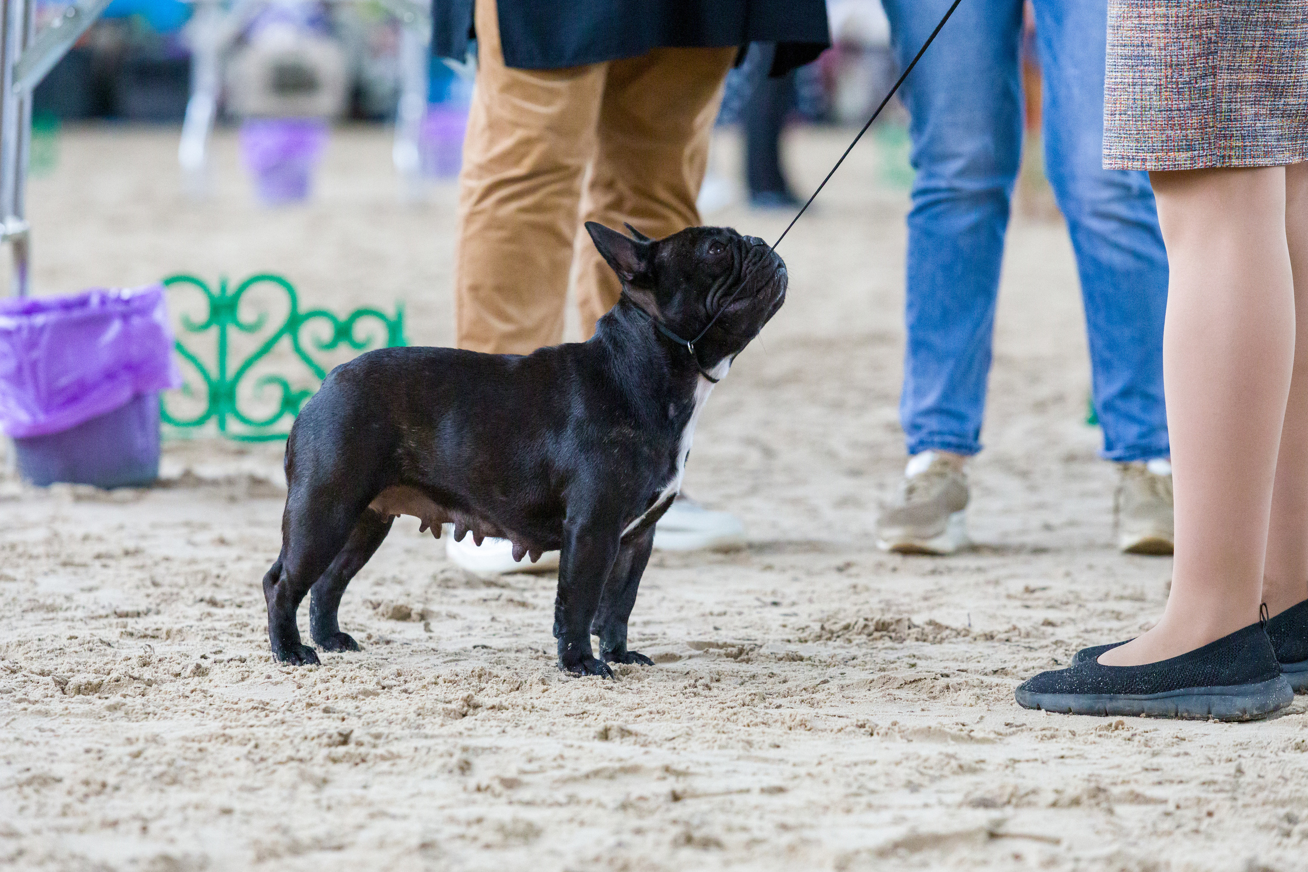 Выставки. Фотограф — анималист Татьяна Ли