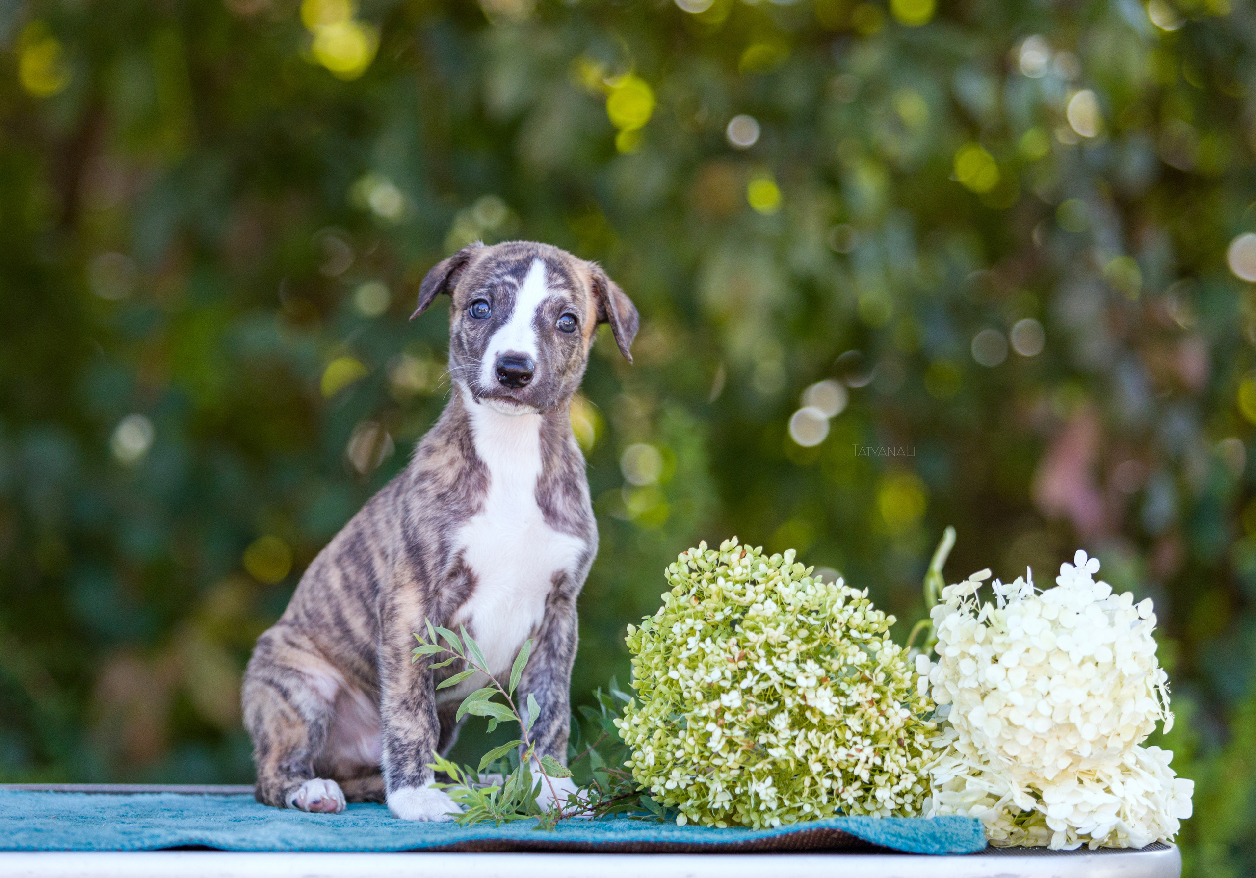Уиппет. Фотограф — анималист Татьяна Ли
