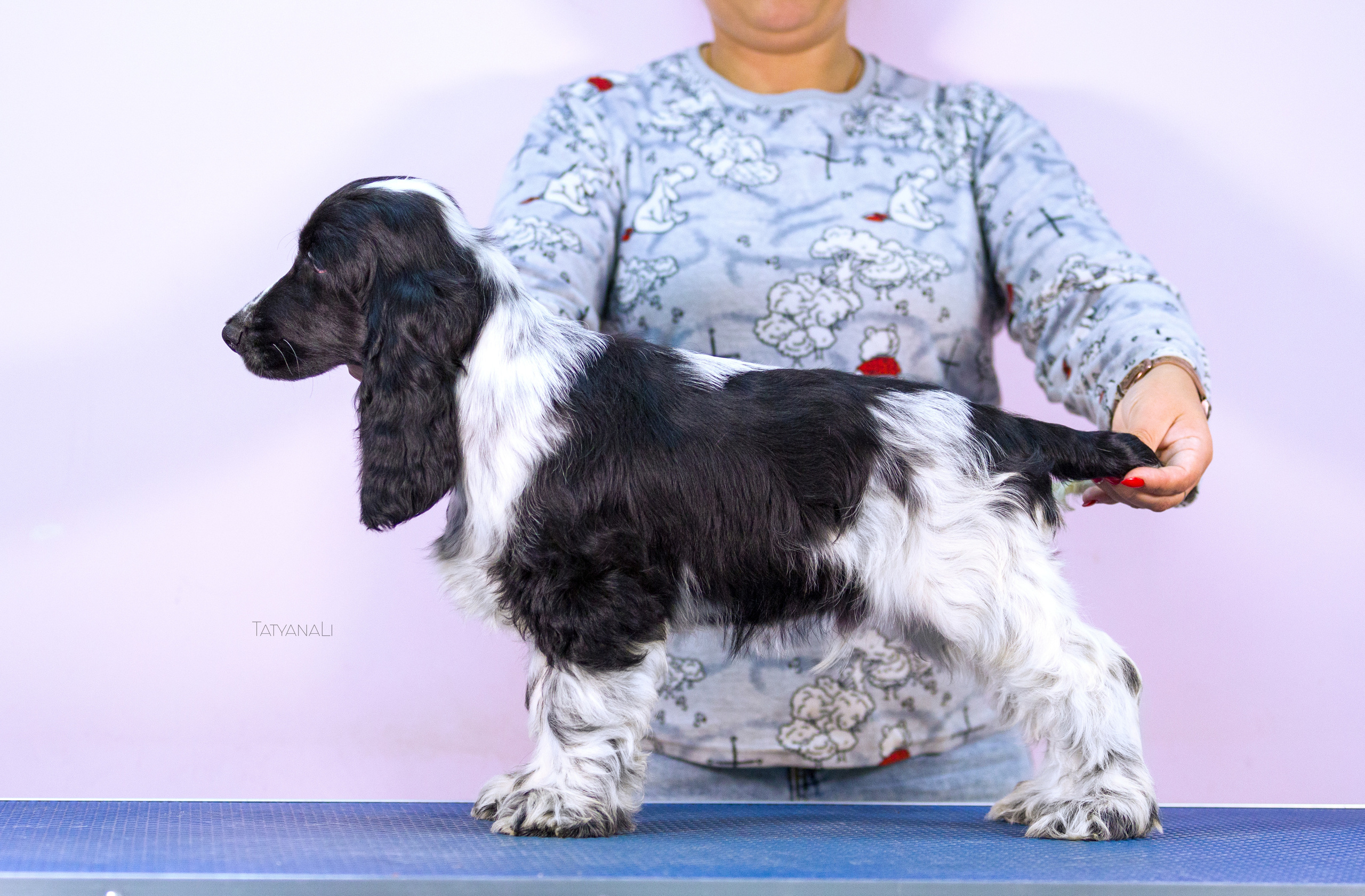 Английский кокер-спаниель. Фотограф — анималист Татьяна Ли