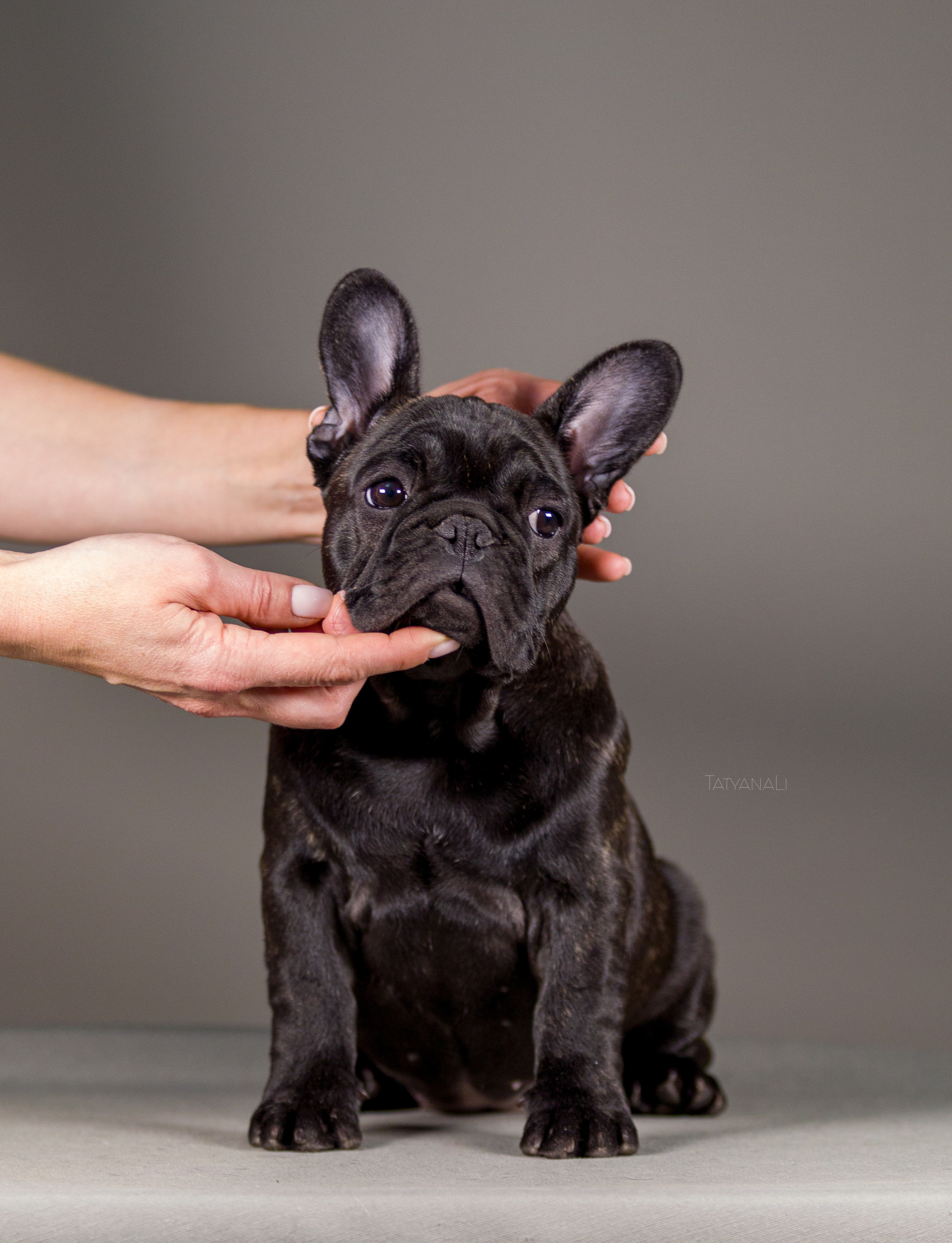 Французкий бульдог. Фотограф — анималист Татьяна Ли