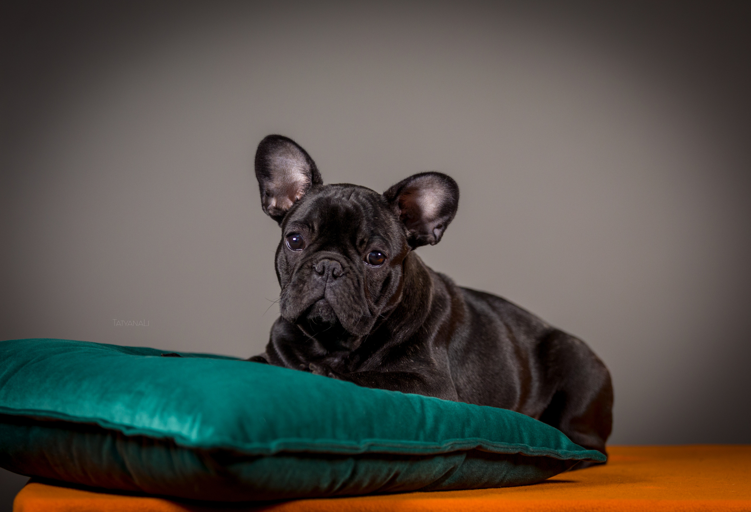 Французкий бульдог. Фотограф — анималист Татьяна Ли