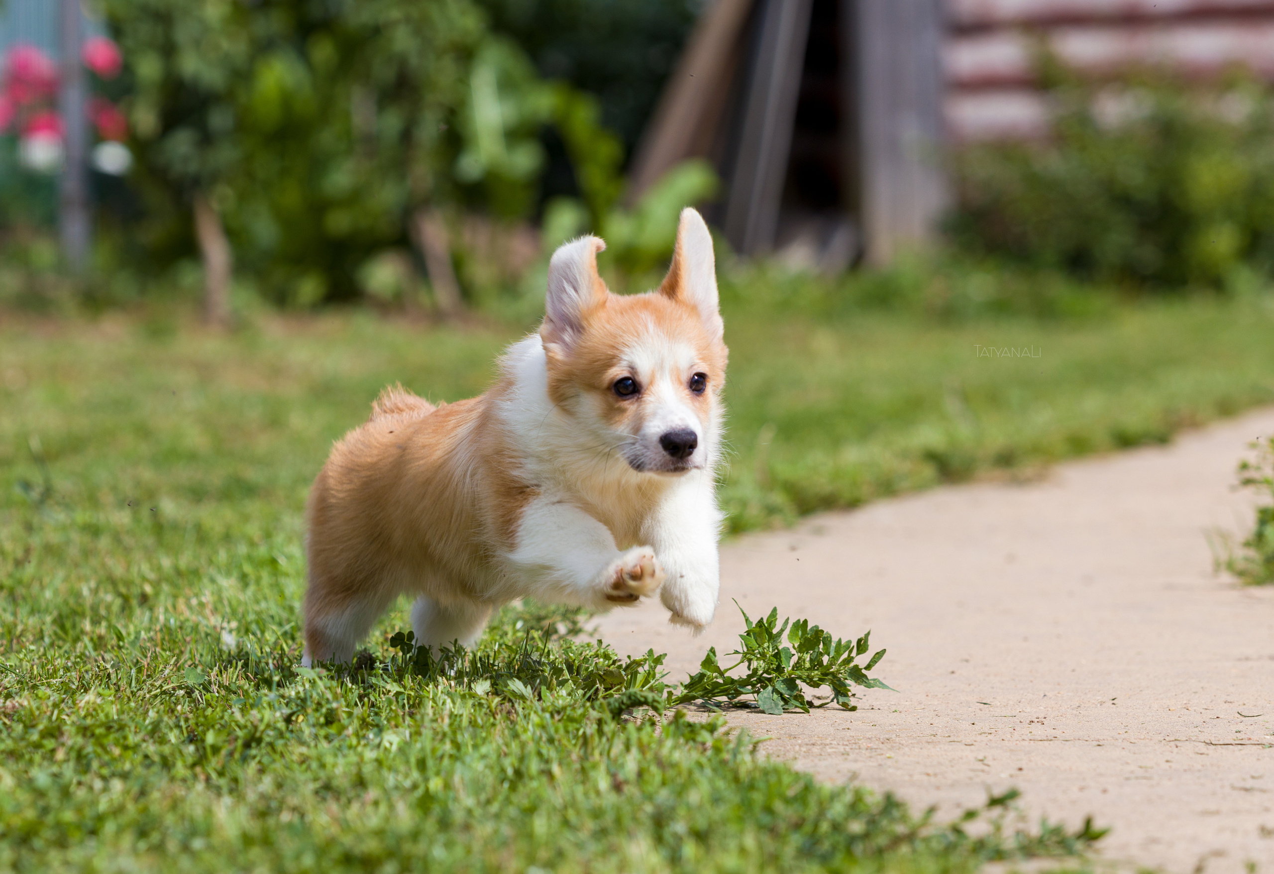 Вельш-корги пемброк. Фотограф — анималист Татьяна Ли