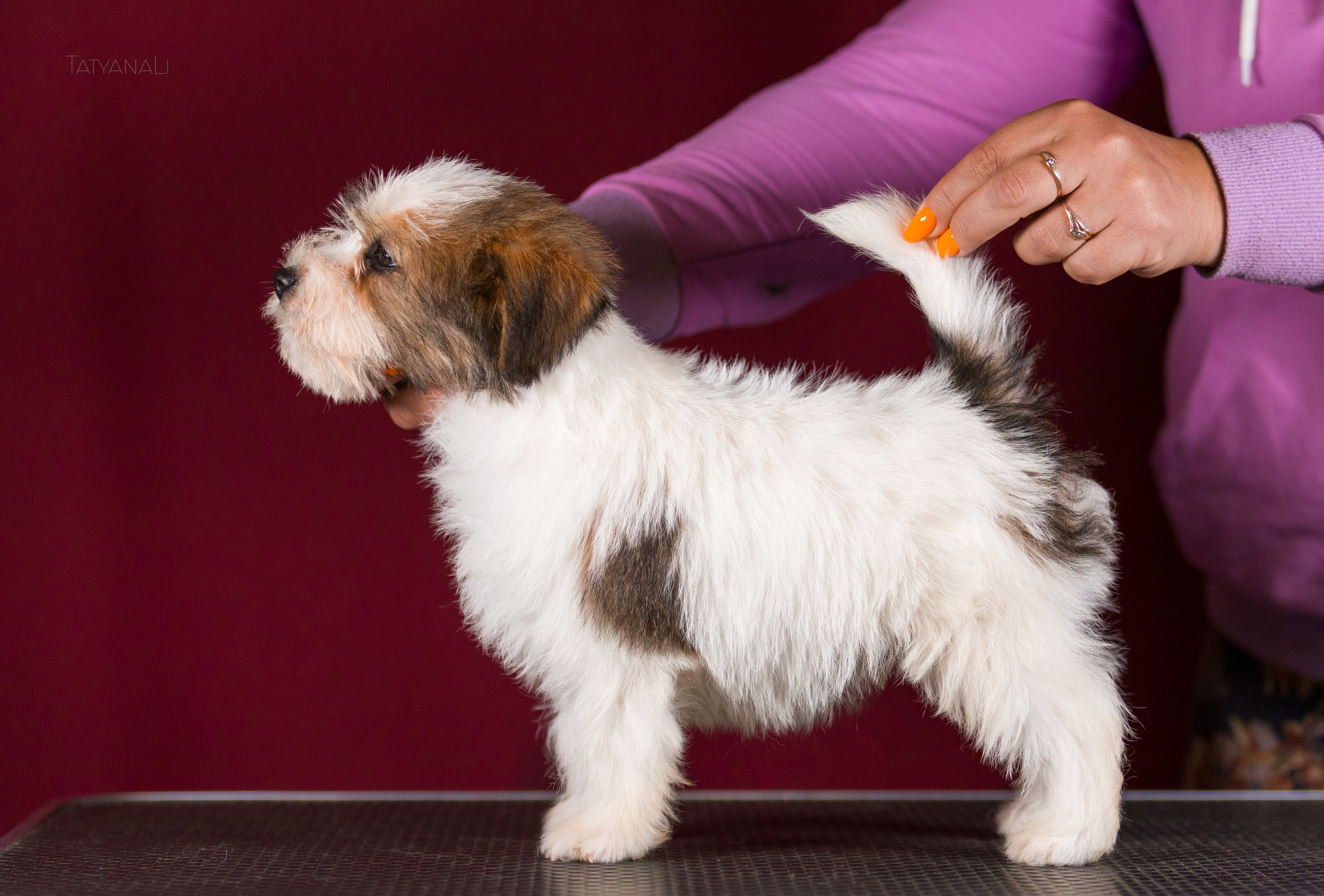 Джек-рассел-терьер. Фотограф — анималист Татьяна Ли