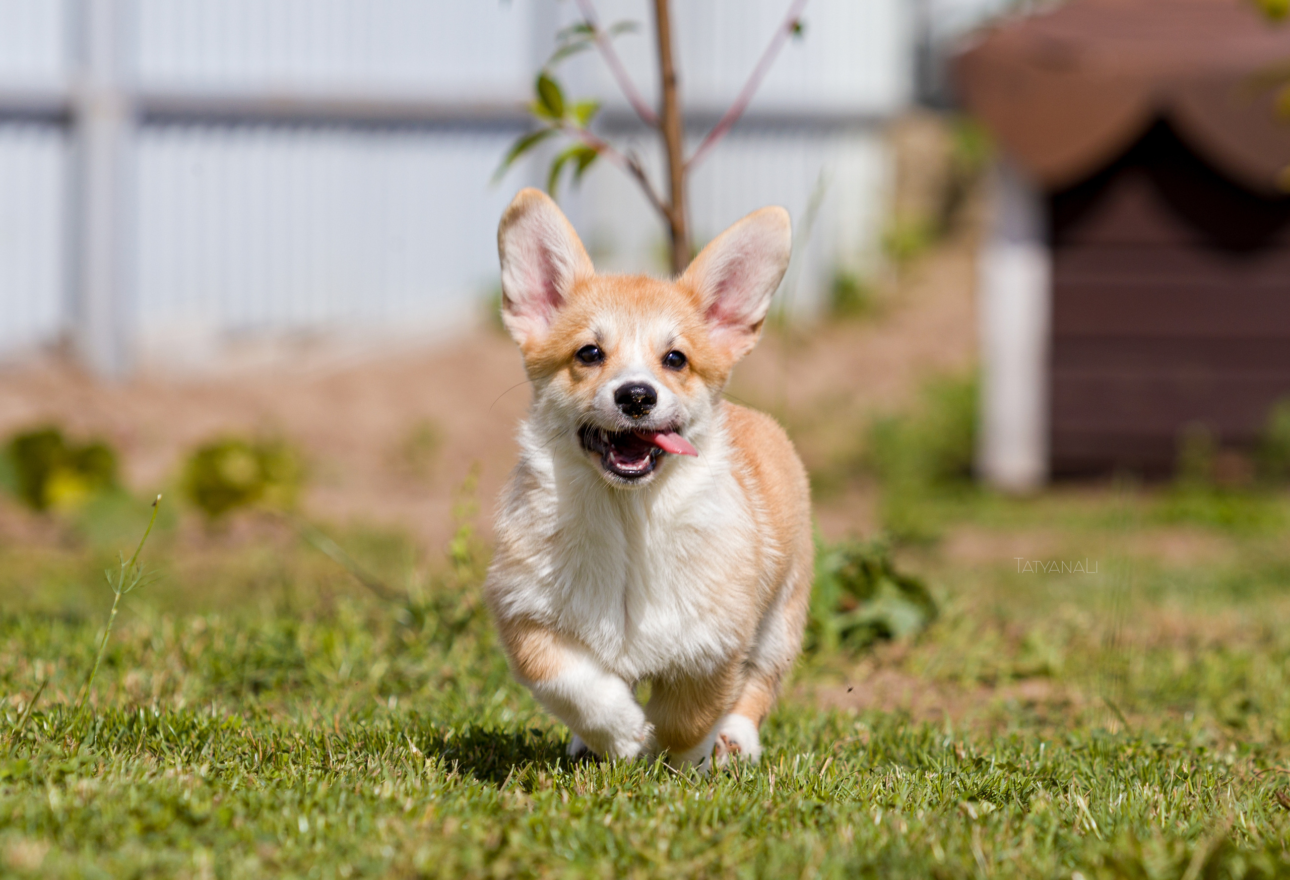 Вельш-корги пемброк. Фотограф — анималист Татьяна Ли