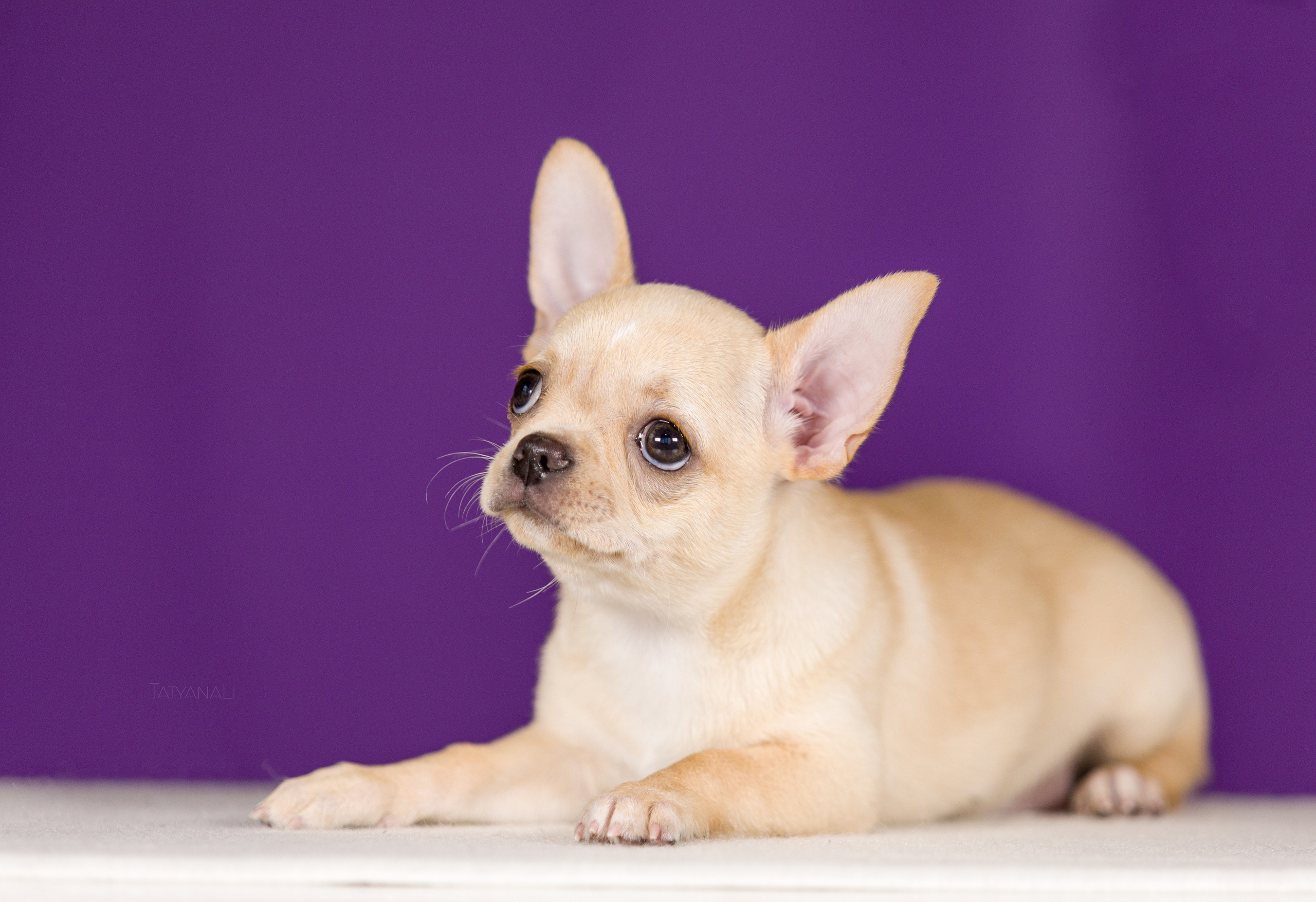 Чихуахуа. Фотограф — анималист Татьяна Ли