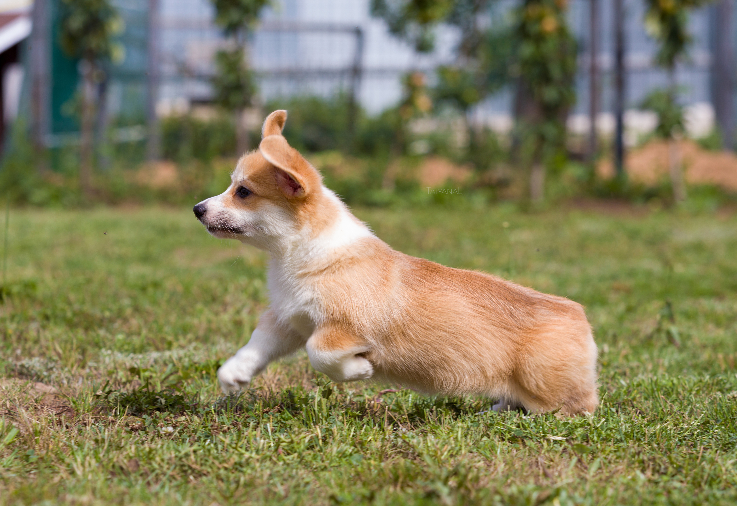 Вельш-корги пемброк. Фотограф — анималист Татьяна Ли